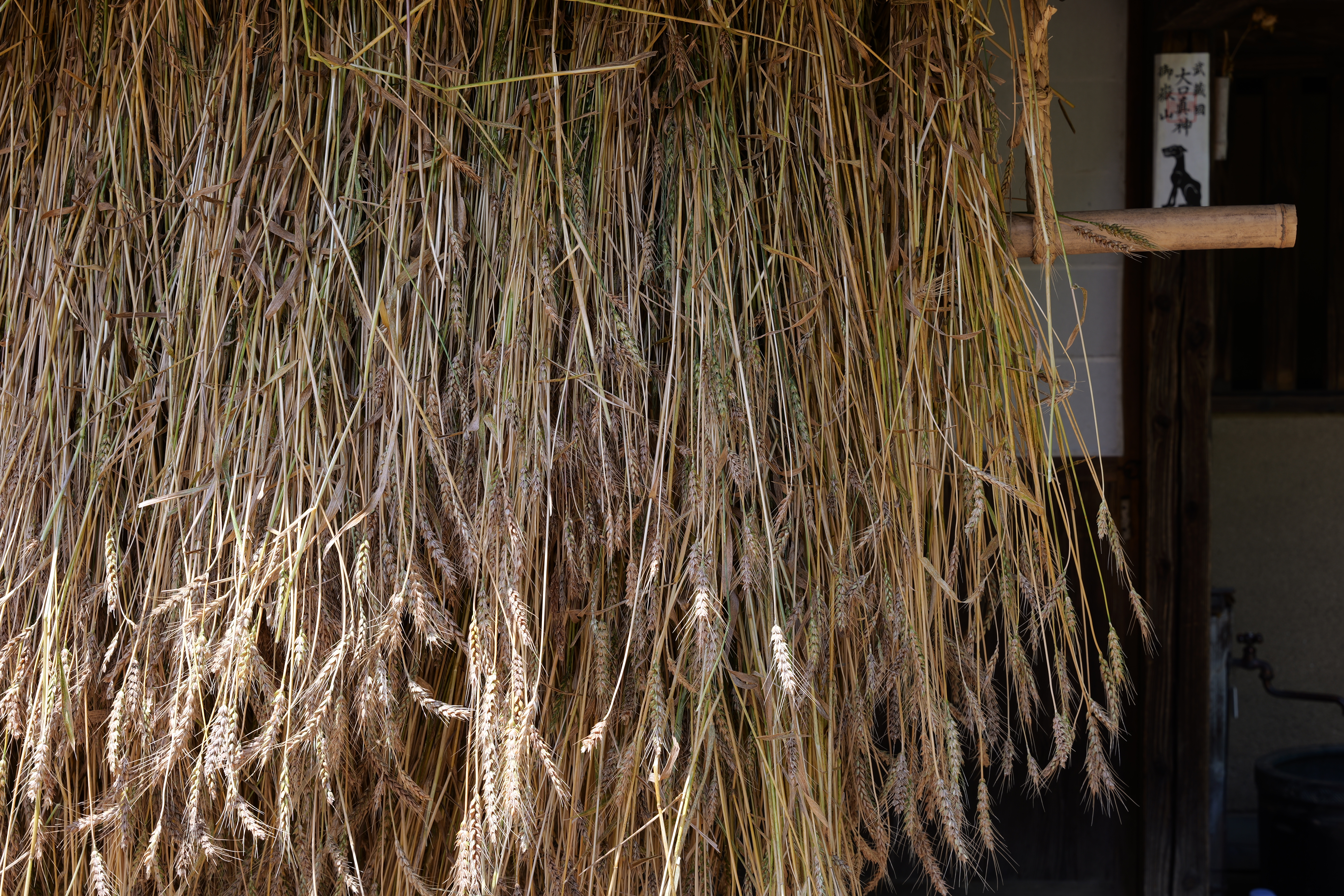 パナソニック LUMIX S5II／SIGMA 24-70mm F2.8 DG DN II｜Art／56mm／絞り優先AE（1/80秒、F8.0、−0.3EV）／ISO 100