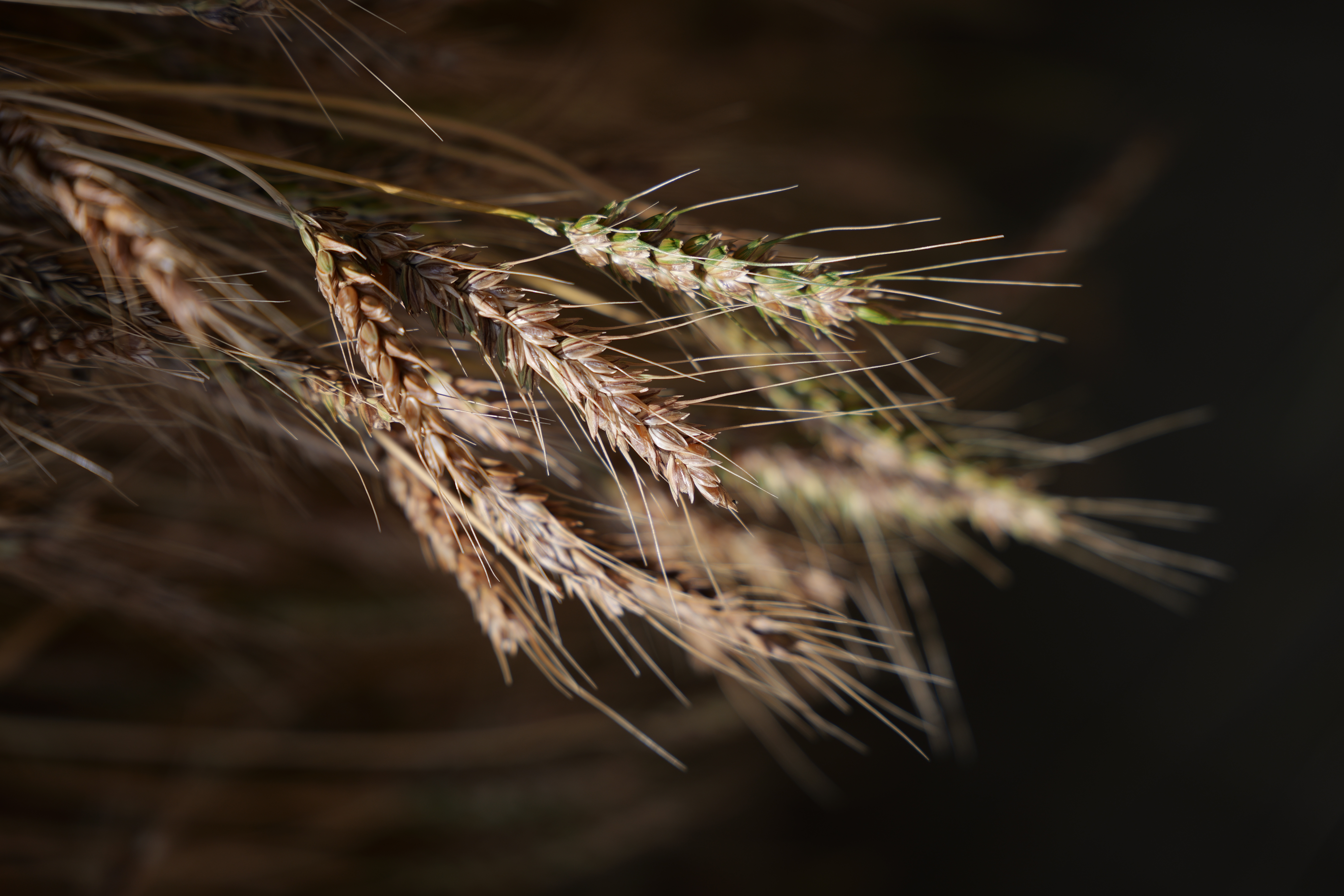 パナソニック LUMIX S5II／SIGMA 24-70mm F2.8 DG DN II｜Art／70mm／絞り優先AE（1/2,000秒、F2.8、−1.0EV）／ISO 100