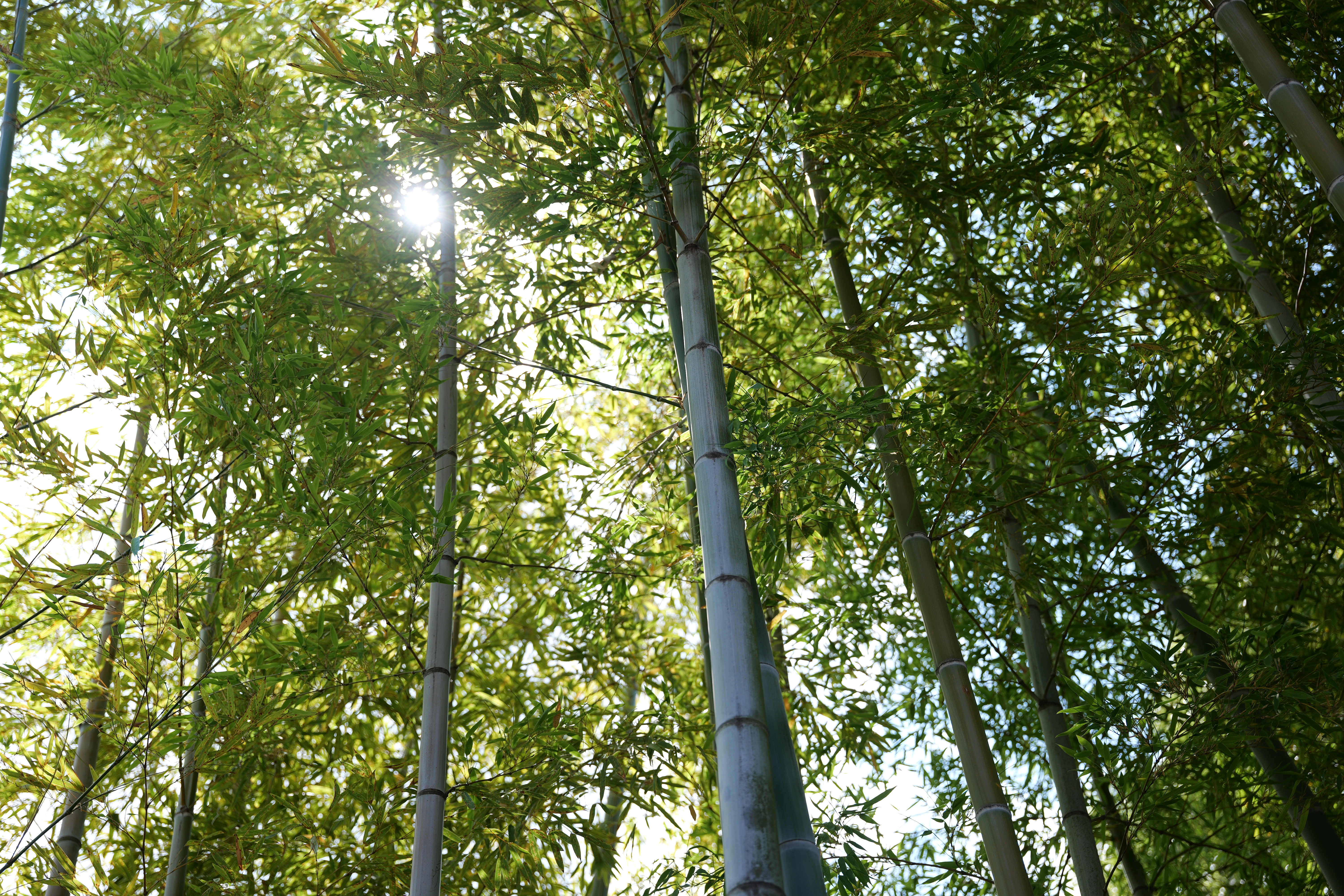 パナソニック LUMIX S5II／SIGMA 24-70mm F2.8 DG DN II｜Art／43mm／絞り優先AE（1/500秒、F2.8、±0.0EV）／ISO 100