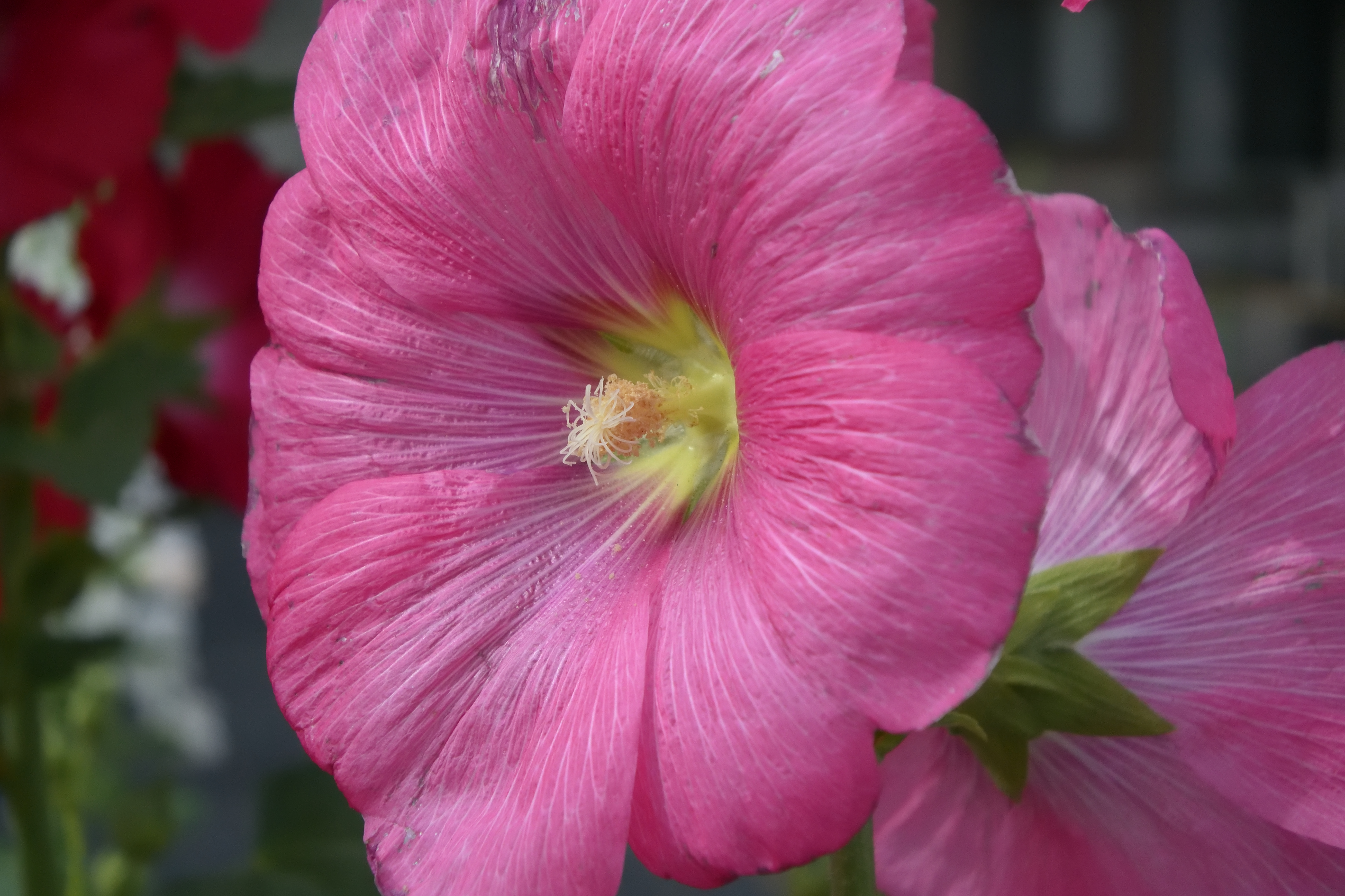 タチアオイなんですが真横から攻めてみました。なかなかの迫力であります<br><span class="fnt-85">NIkon 1 V3／1 NIKKOR VR 10-30mm f/3.5-5.6 PD-ZOOM／30mm（81mm相当）／プログラムオート（1/2,000秒、F5.6、−0.7EV）／ISO 400</span>