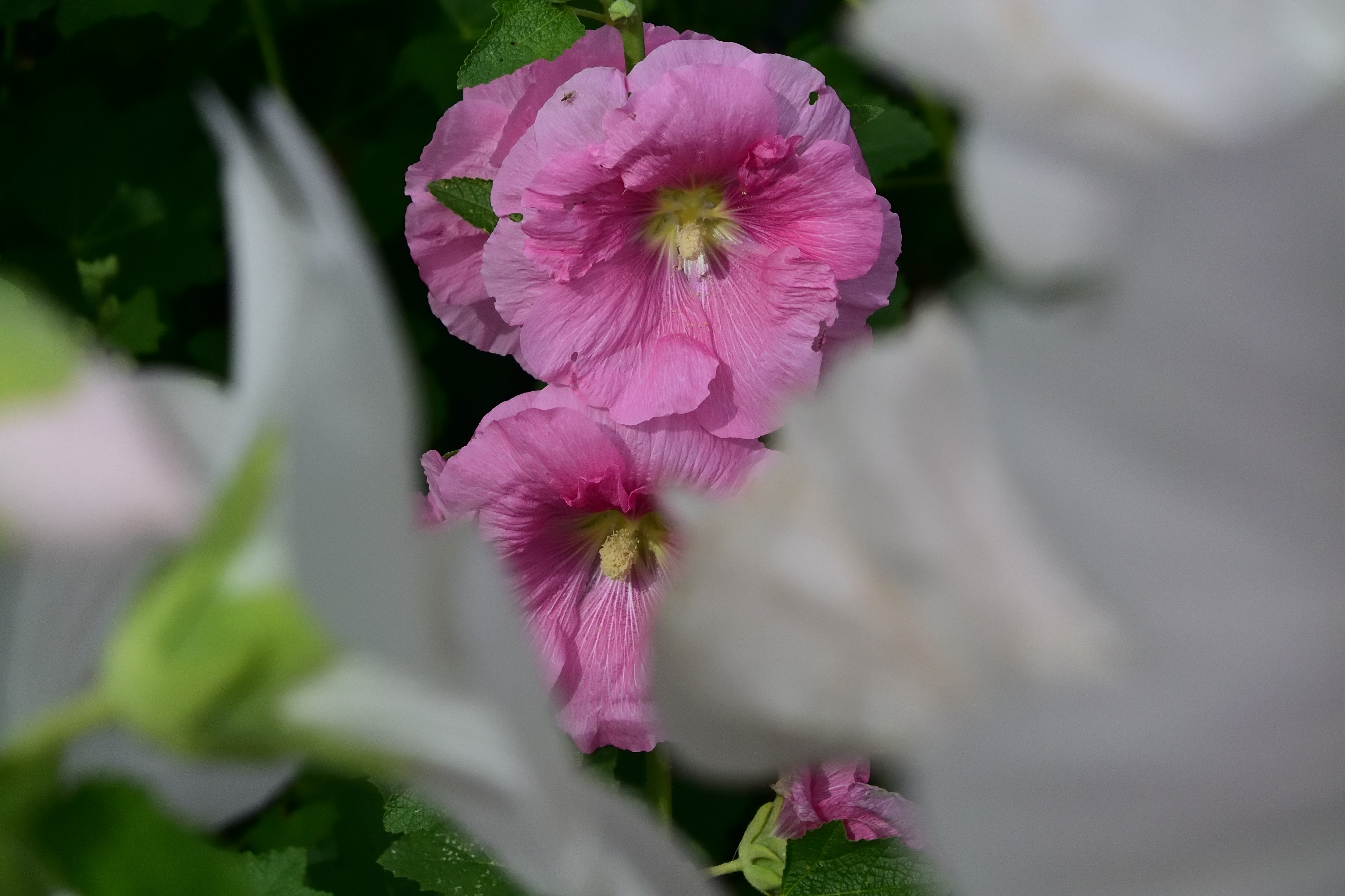 大口径レンズではありませんから、前後のボケは少々重たいですね。でも中央の花が素晴らしくシャープな再現で満足です<br><span class="fnt-85">NIkon 1 V3／1 NIKKOR VR 10-30mm f/3.5-5.6 PD-ZOOM／30mm（81mm相当）／プログラムオート（1/2,000秒、F5.6、−1.0EV）／ISO 400</span>