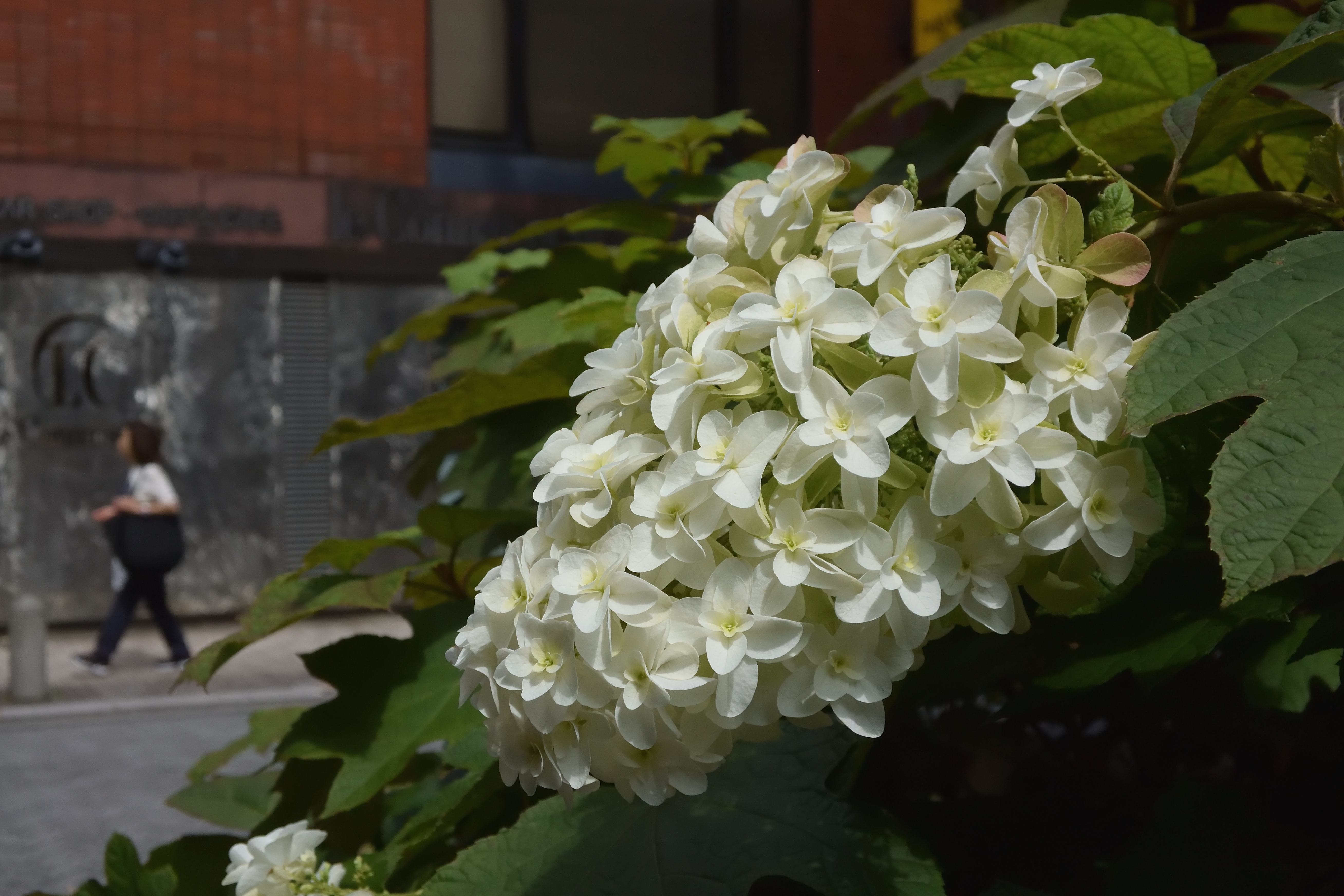 明暗差がそれなりにあるので、露出補正も迷うところですが、この場合は上手くいきました。テレ端側だとボケもいかせます<br><span class="fnt-85">NIkon 1 V3／1 NIKKOR VR 10-30mm f/3.5-5.6 PD-ZOOM／17.2mm（46mm相当）／プログラムオート（1/1,000秒、F5.0、−0.3EV）／ISO 400</span>