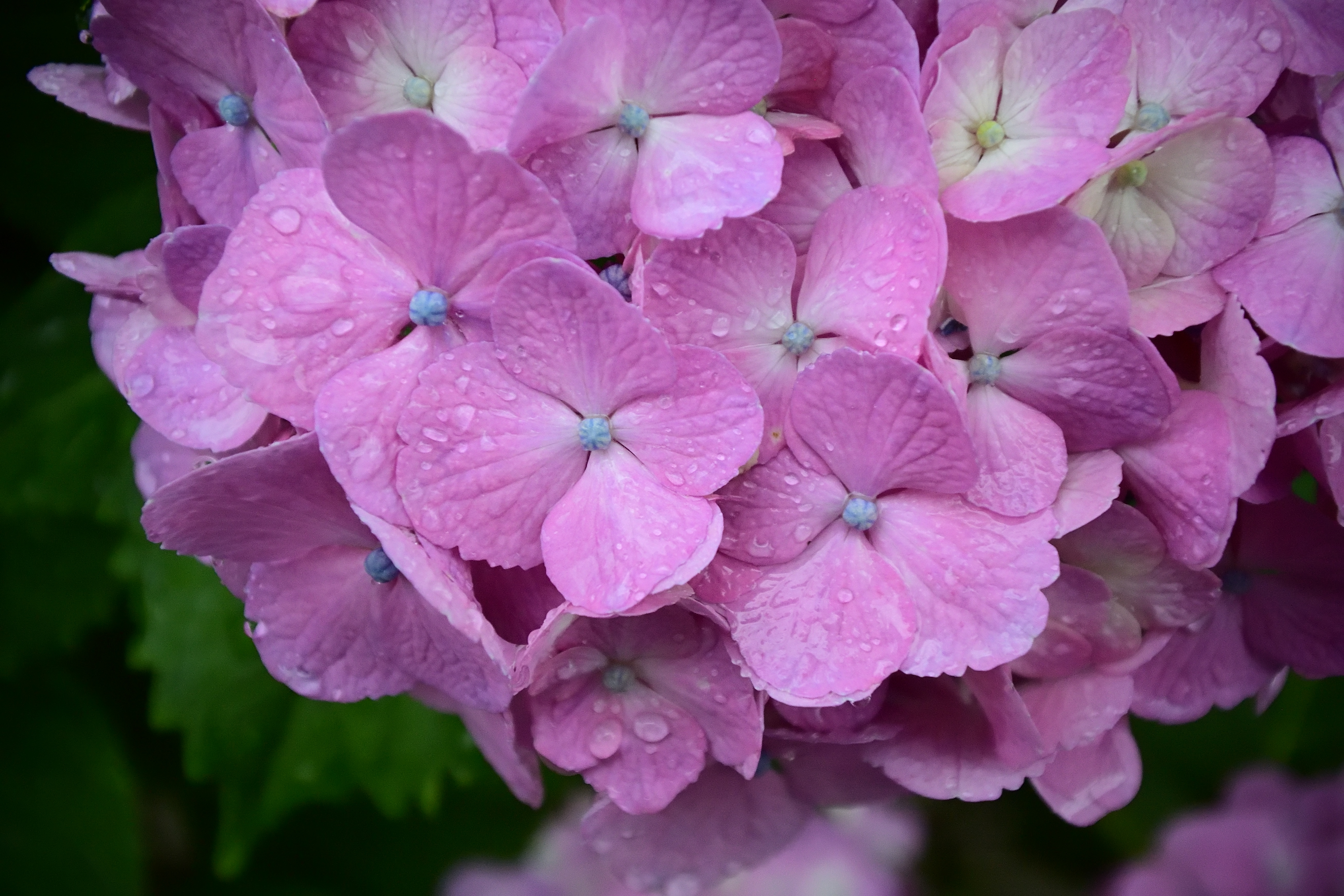 雨中での撮影。キットレンズの1 NIKKOR 10-30mm  F3.5-5.6 VRは最至近距離で絞りが開いている状態ですと、少し線が太くて、周辺域が弱いかなという程度で優秀です。VR（手ブレ補正）もありがたく<br><span class="fnt-85">NIkon 1 V3／1 NIKKOR VR 10-30mm f/3.5-5.6 PD-ZOOM／17.2mm（46mm相当）／プログラムオート（1/100秒、F4.5、−1.0EV）／ISO 400</span>