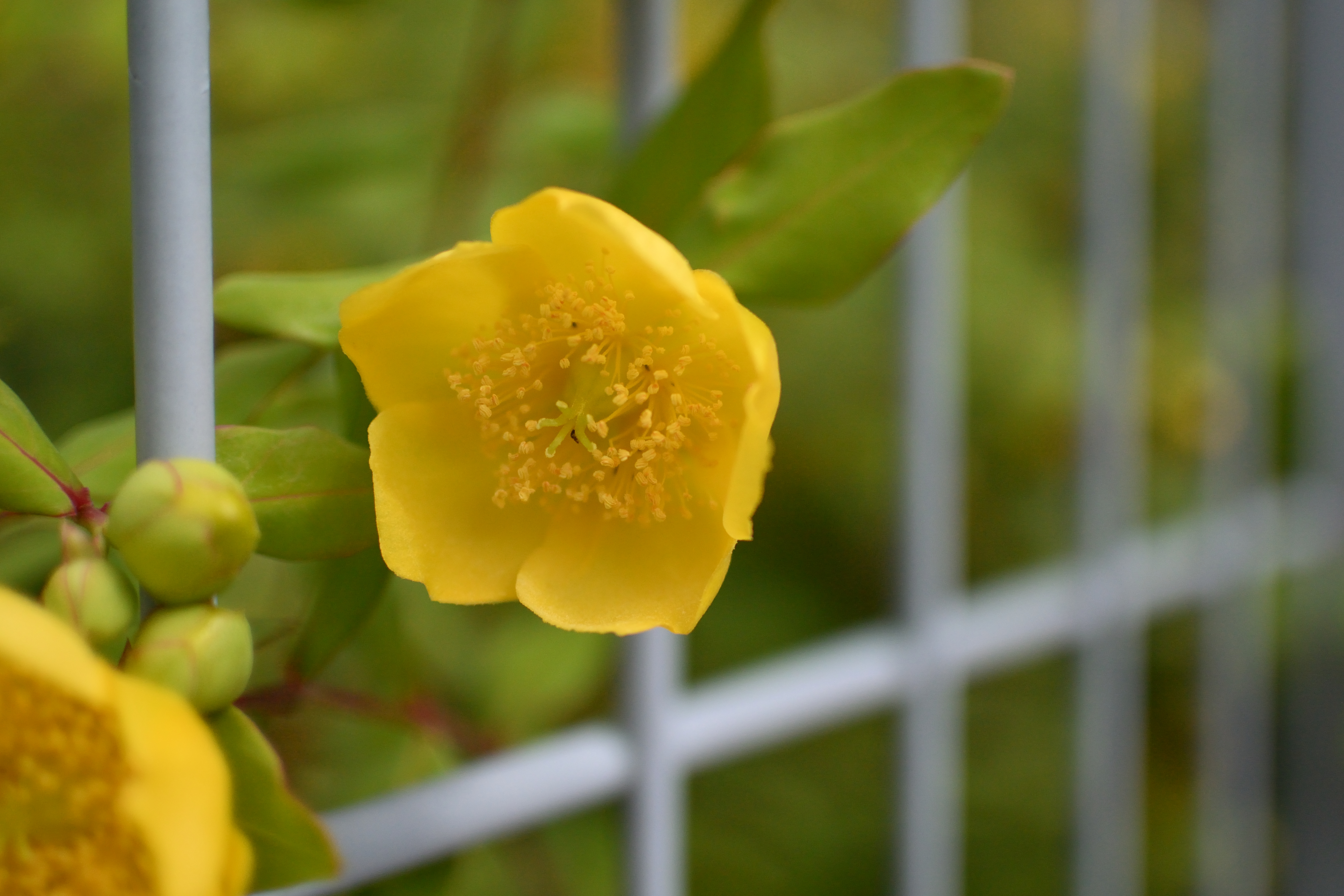 うちにある1番明るいNikon 1用のレンズです。ボケ味を見てみましたが、二線ボケやクセがありません。歪曲の補正はカメラ内部で行われているのでしょうか、これも不明ですが結果が良ければOKです<br><span class="fnt-85">NIkon 1 V3／1 NIKKOR 18.5mm f/1.8／18.5mm（49mm相当）／絞り優先AE（1/4,000秒、F1.8、−0.3EV）／ISO 160</span>