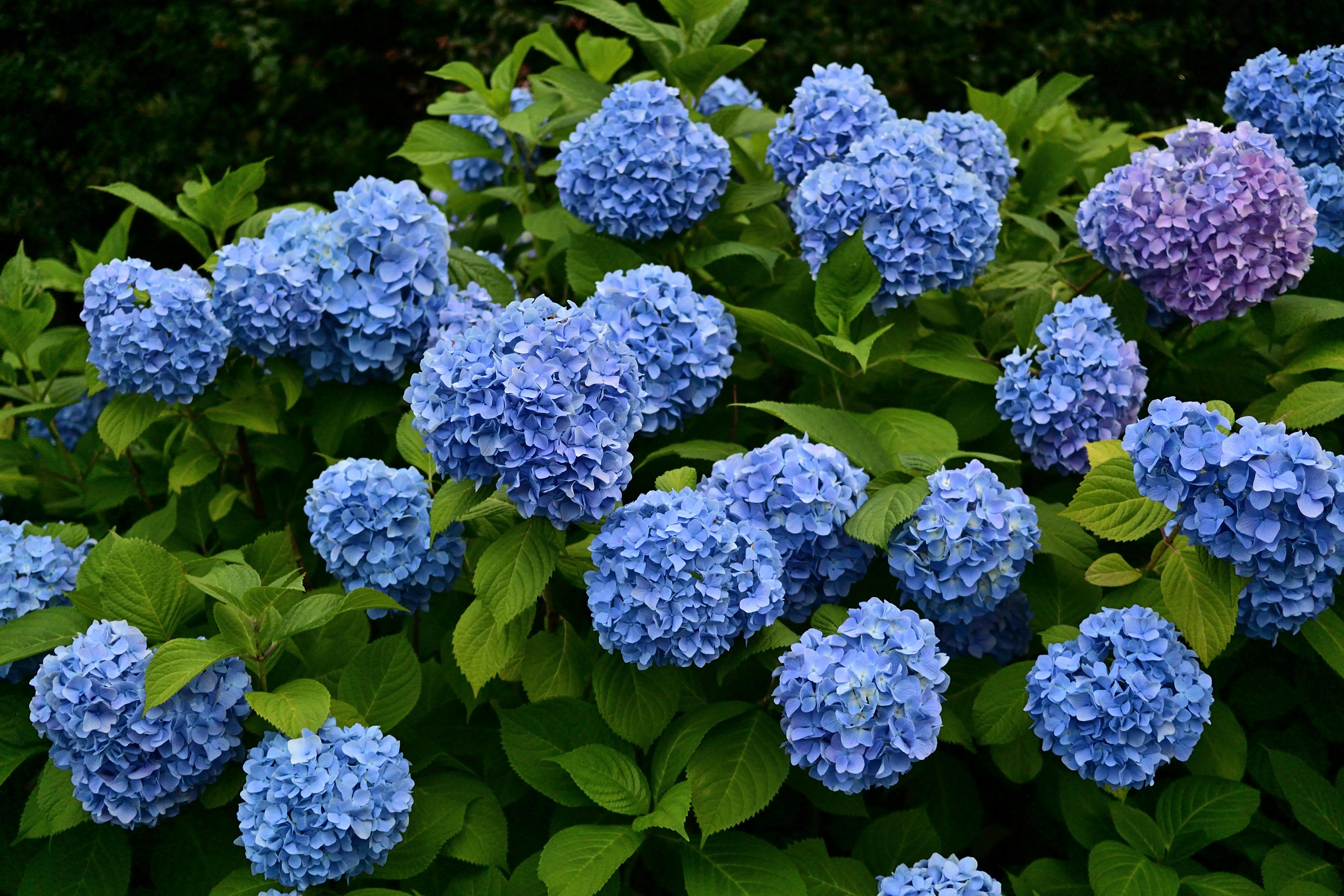 2mくらいの撮影距離で、絞りを開放に設定して撮影するということは普段やらないのですが、実焦点距離が18.5mmということもあり、切れ込みの良さと同時に自然な感じの被写界深度が得られました。被写界深度の再現性の予想がきませんでしたが<br><span class="fnt-85">NIkon 1 V3／1 NIKKOR 18.5mm f/1.8／18.5mm（49mm相当）／絞り優先AE（1/2,500秒、F2.0、−1.0EV）／ISO 160</span>