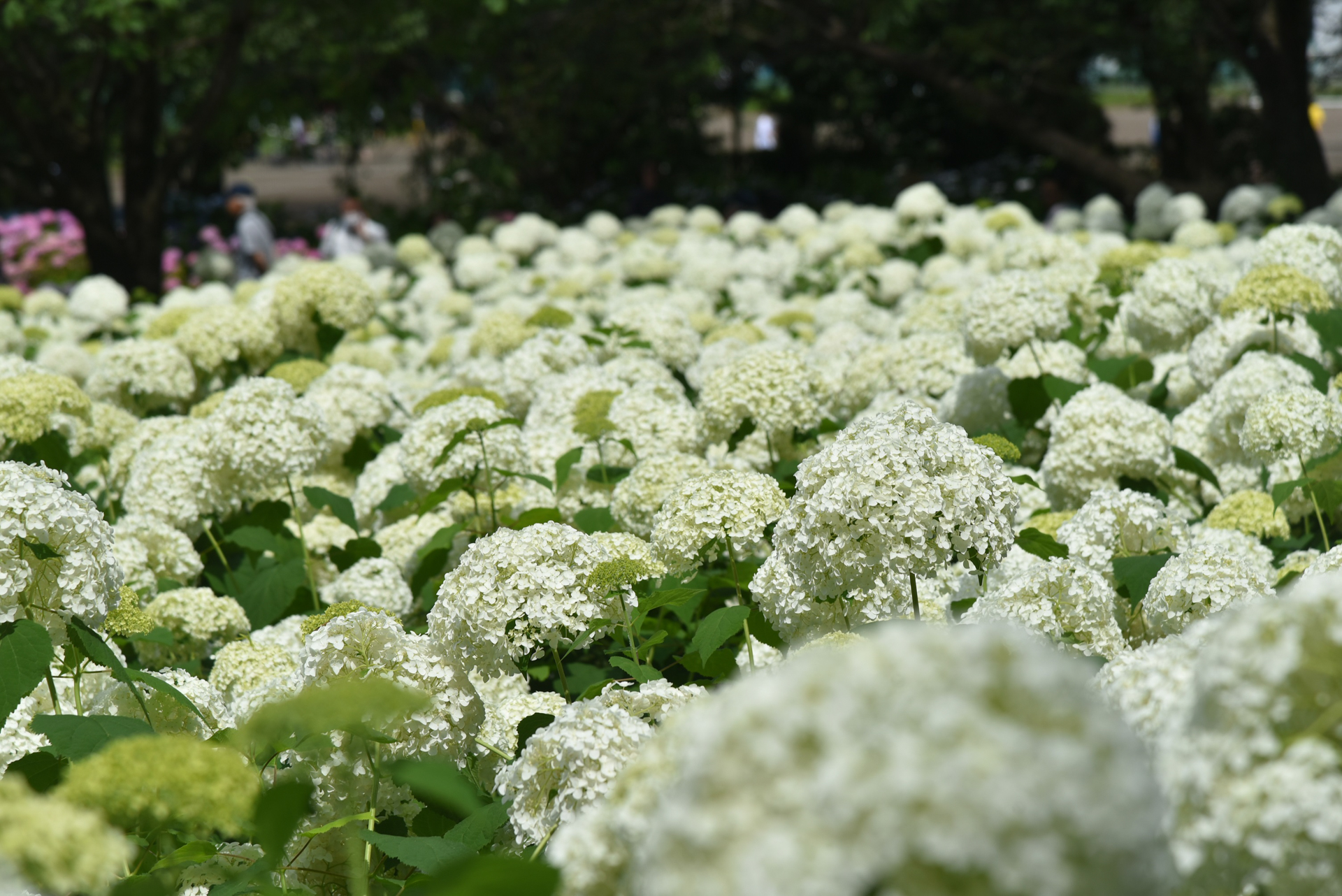 一面に広がるアナベルの様子