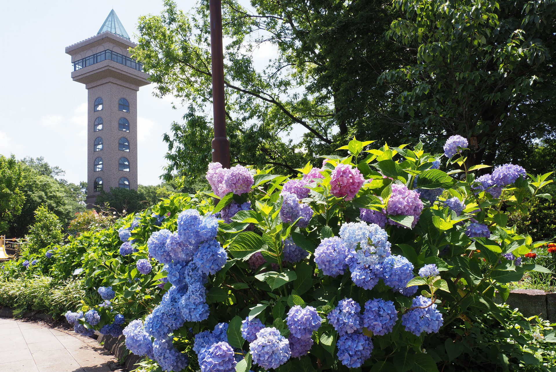 相模原麻溝公園の様子