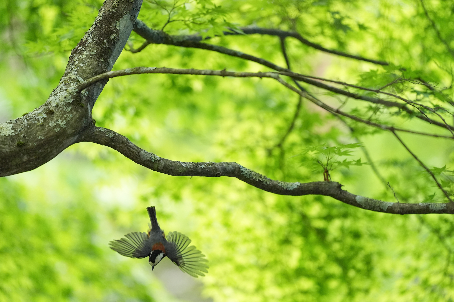 撮影：萩原れいこ<br><span class="fnt-85">α9 III／FE 300mm F2.8 GM OSS／シャッター優先AE（1/2,000秒・F2.8・＋1.0EV）／ISO 3200</span>