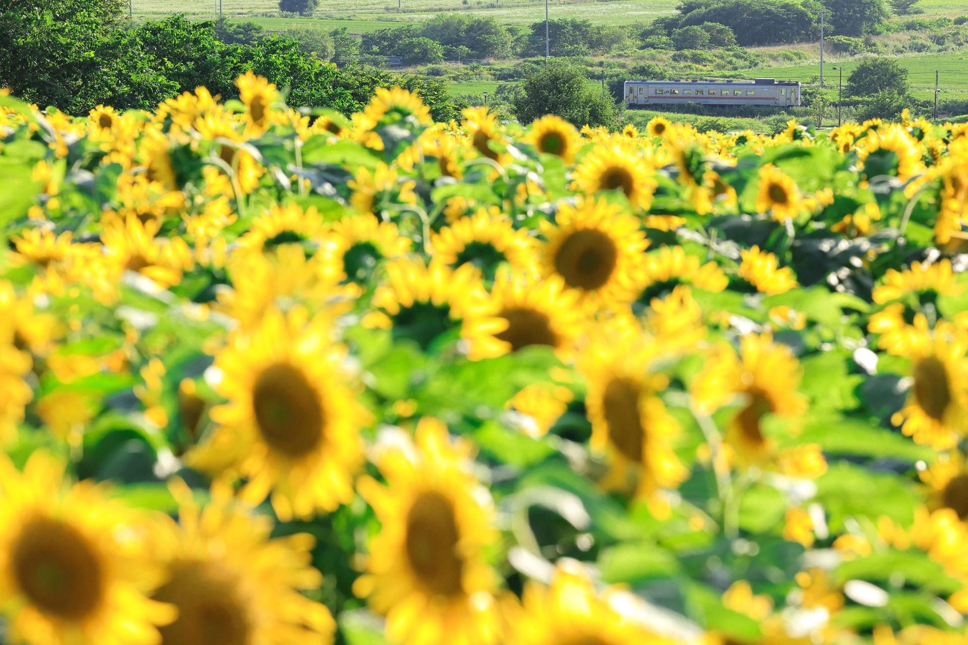 ハイアングルで撮影する場合は、付属のセンターポールをサクッと取り付ければ全高を184cmまで上げられるので心配はない。目から鱗が落ちるレオフォトのシステムには感動するばかりだ（宗谷本線）<br><span class="fnt-85">キヤノン EOS R5／RF70-200mm F2.8 L IS USM／168mm／マニュアル露出（F10、1/1,000秒）／ISO 1600／WB：太陽光</span>