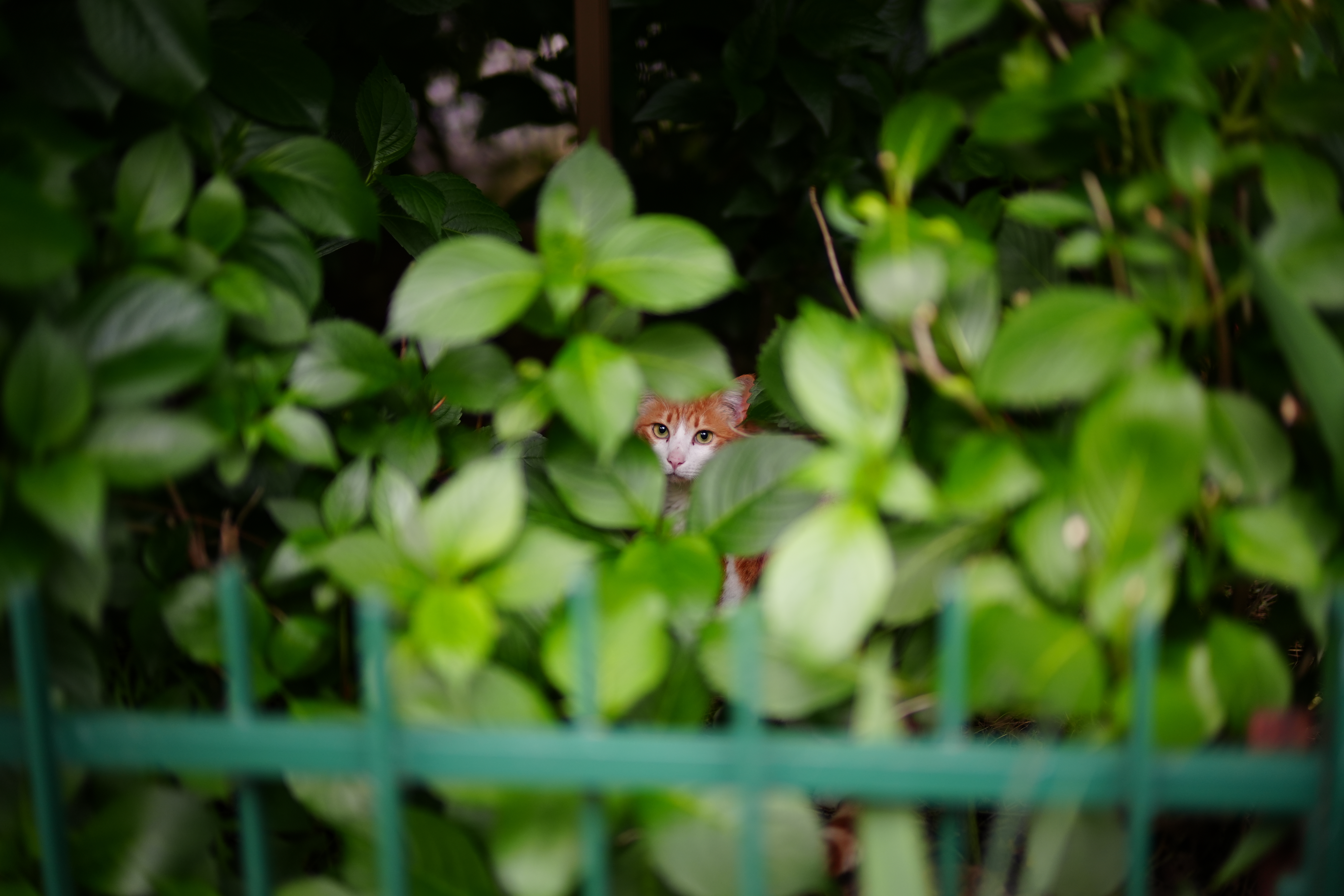 X-H2S／NOKTON 50mm F1 Aspherical／50mm／絞り優先AE（1/320秒、F1.0）／ISO 400