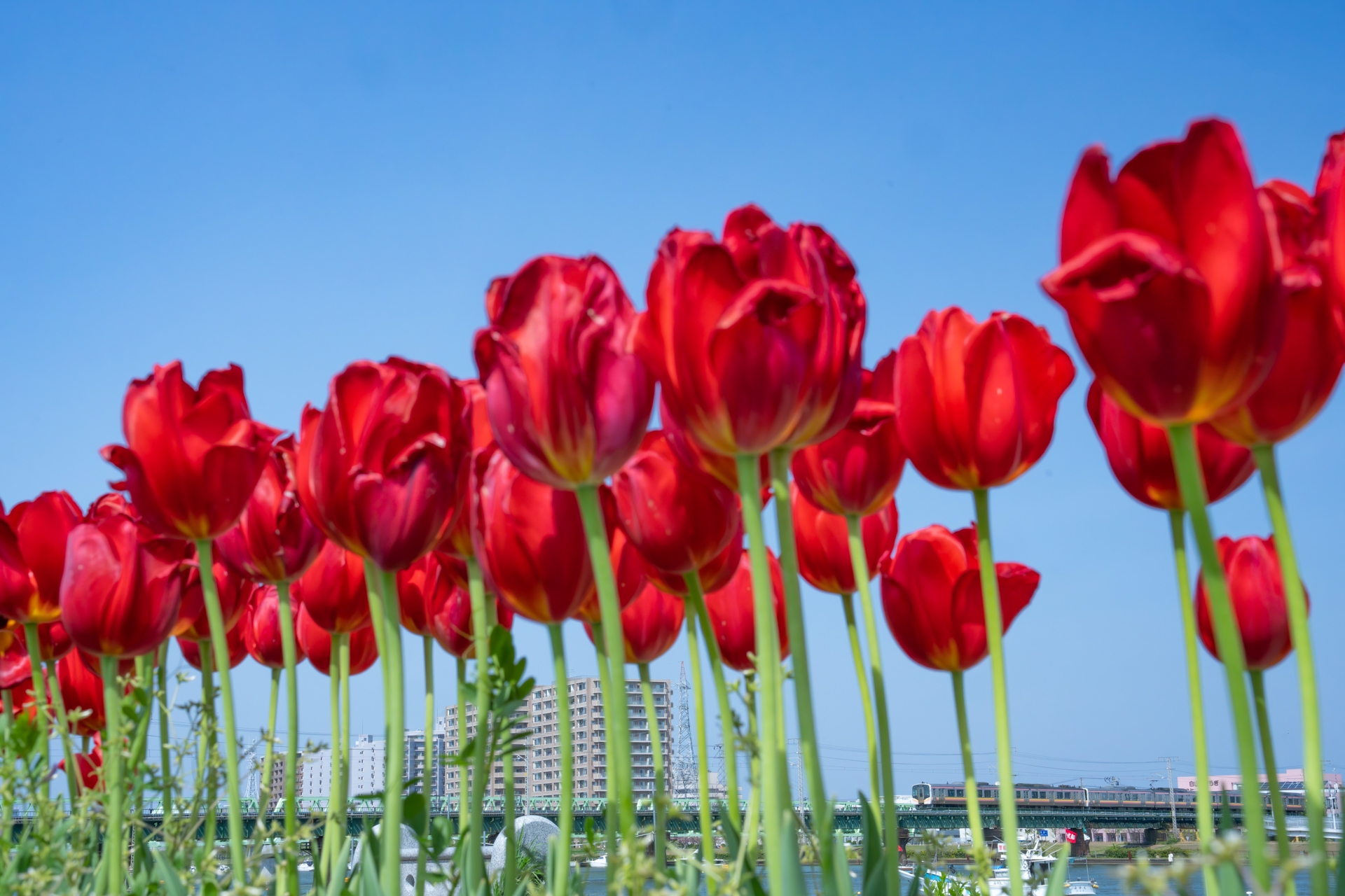 <span class="fnt-85">ソニー α1／FE 24-70mm F2.8 GM II／53mm／絞り優先AE（F18、1/640秒、＋1.7EV）／ISO 6400／WB：太陽光／白新線 新潟～白山</span>