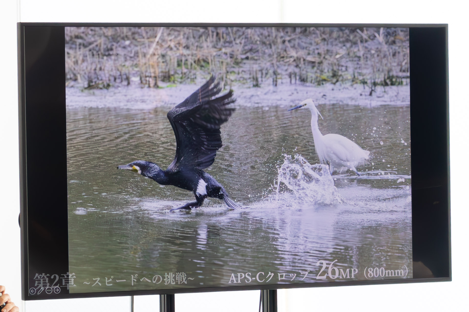 上記をAPS-Cクロップしたもの。これでも2,600万画素ある