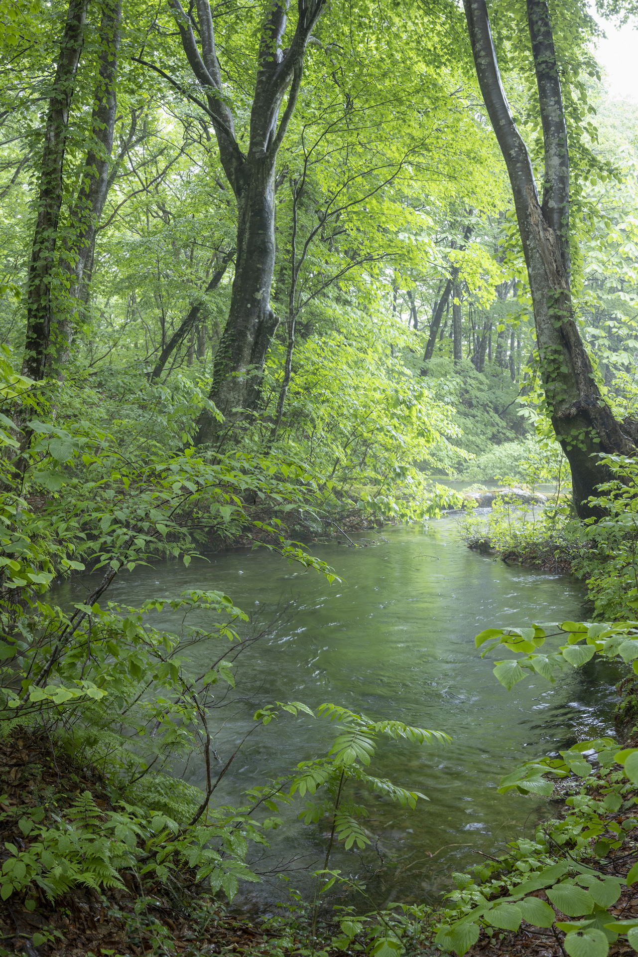 ブナの森に湧き出る水を縦位置で撮影。窮屈な感じにならないように、想定位置から少し下がった。単焦点レンズの場合、自分が前後して画角を調整する<br><span class="fnt-85">キヤノン EOS R5／RF35mm F1.4 L VCM／35mm／マニュアル露出（F8、1/8秒）／ISO 400／WB：4,900K</span>