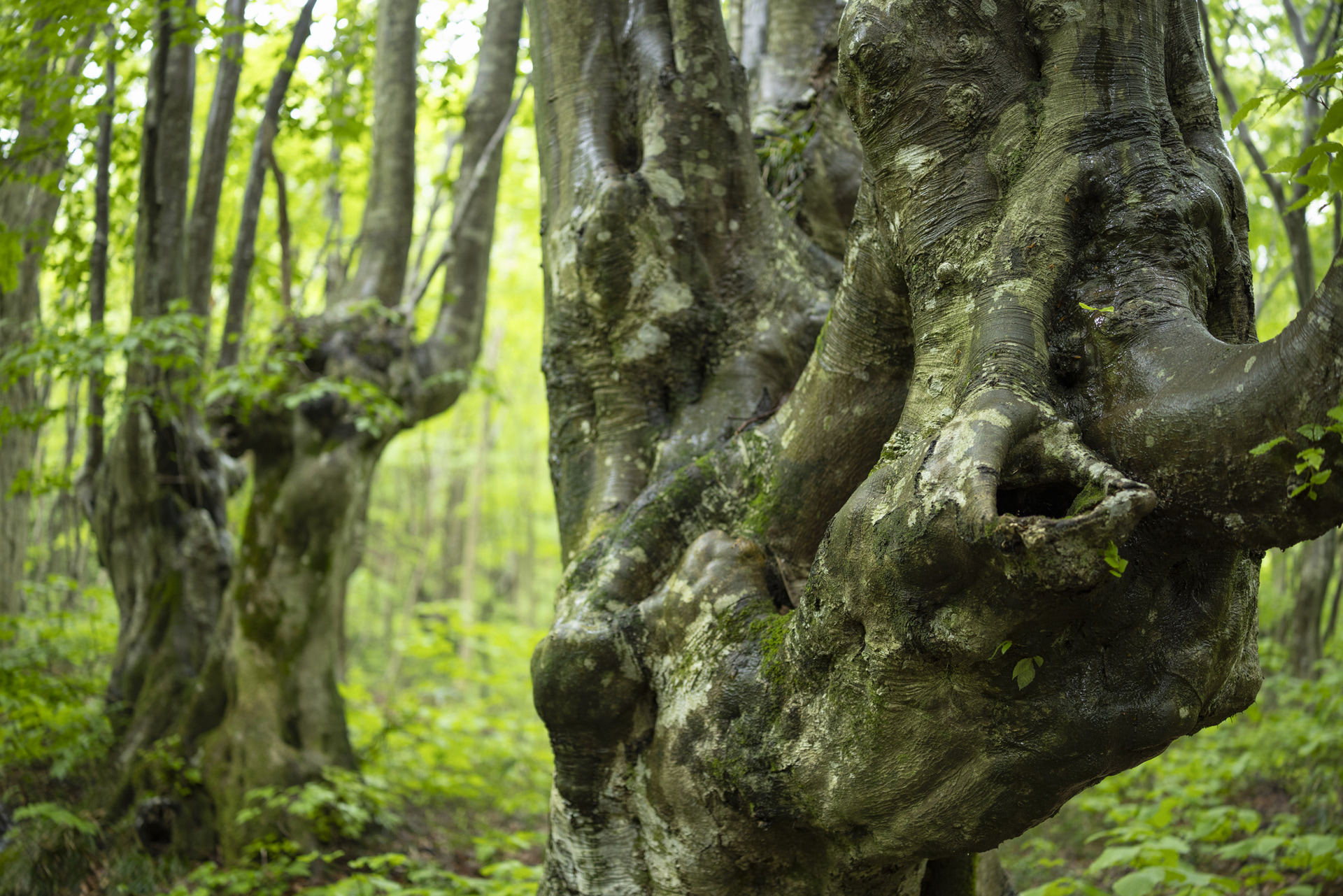 雨にぬれた奇形のブナ林を撮影。枝分かれしコブの付いた幹が印象的だったので、開放F1.4を選択すると、背景は柔らかくぼけて、ブナの造形が浮き上がった<br><span class="fnt-85">キヤノン EOS R5／RF35mm F1.4 L VCM／35mm／マニュアル露出（F1.4、1/100秒）／ISO 400／WB：4,900K</span>
