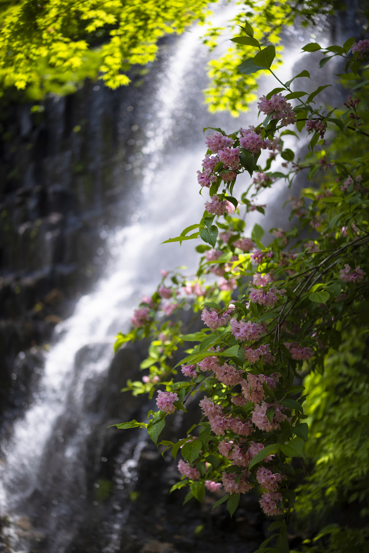 手前のウツギの花にピントを合わせ、滝の水しぶきがぼんやりと見えるようにF1.4で背景をぼかした。花は日陰にあるが浅い被写界深度のおかげで目を引く<br><span class="fnt-85">キヤノン EOS R5／RF35mm F1.4 L VCM／35mm／マニュアル露出（F1.4、1/1,250秒）／ISO 100／WB：4,900K</span>