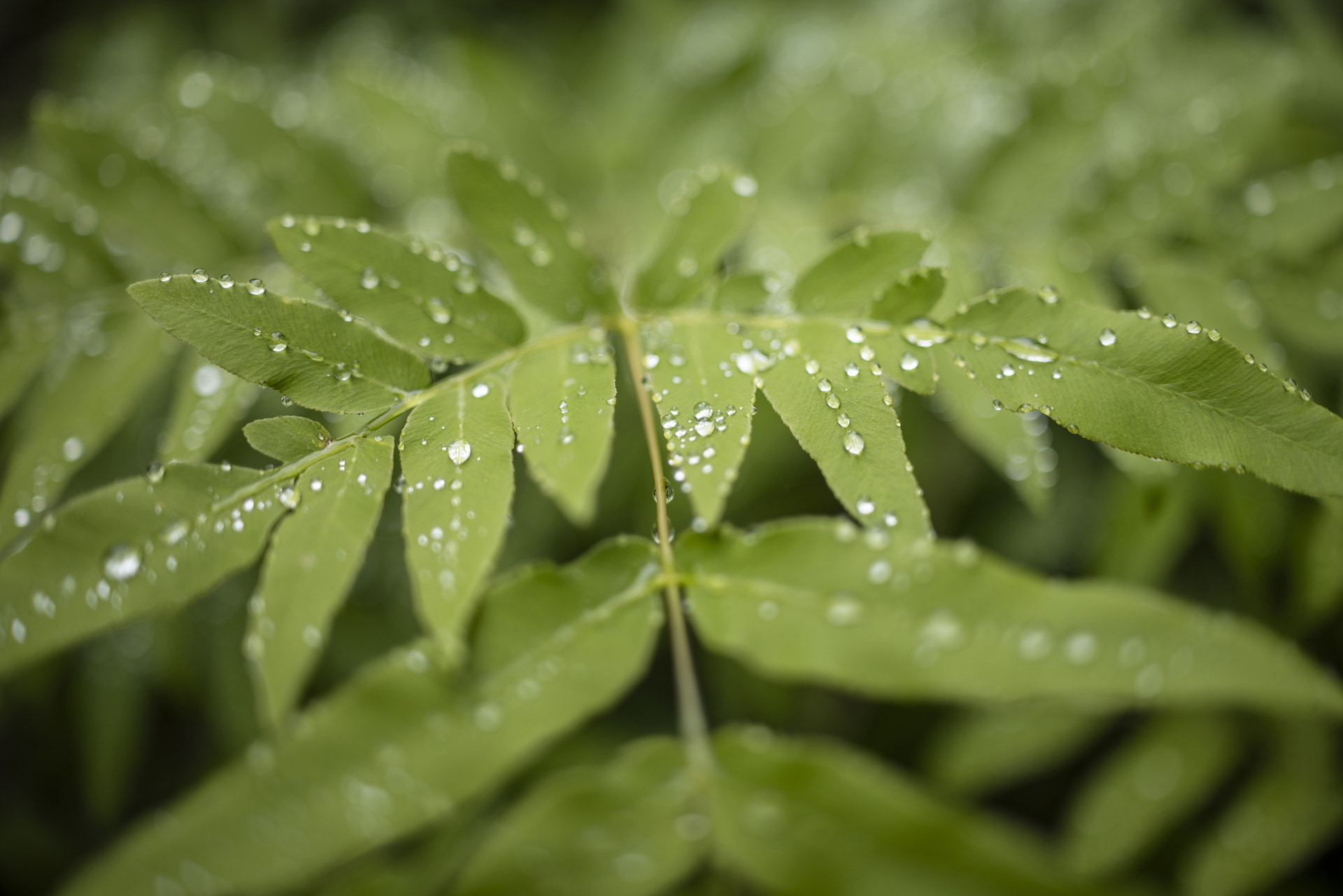 ピントが合っている箇所は極めてシャープで、葉の質感まで伝わる。浅い被写界深度のおかげで雨粒が立体的で、みずみずしさが感じられる1枚に仕上がった<br><span class="fnt-85">キヤノン EOS R5／RF35mm F1.4 L VCM／35mm／マニュアル露出（F1.4、1/640秒）／ISO 100／WB：4,900K</span>