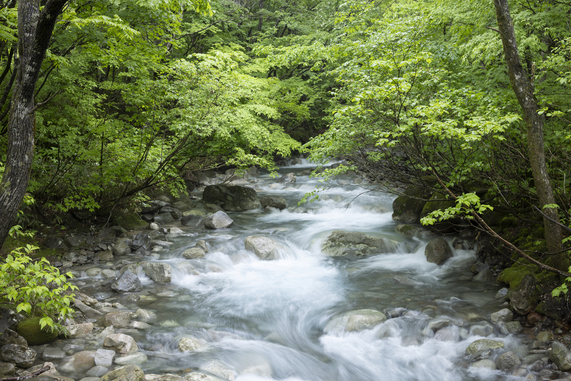 生い茂る新緑の森を流れる川は青白く独特の水色をしていた。細かい葉が幾重にも重なり、緑色に同化してしまいそうだが、葉の1つ1つをシャープに描き分けてくれた<br><span class="fnt-85">キヤノン EOS R5／RF35mm F1.4 L VCM／35mm／マニュアル露出（F8、1/5秒）／ISO 100／WB：4,800K</span>