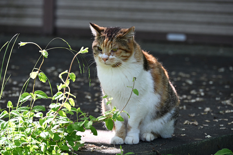 フラッグシップ級のミドルカメラ「ニコン Z6III」…デジカメ Watch