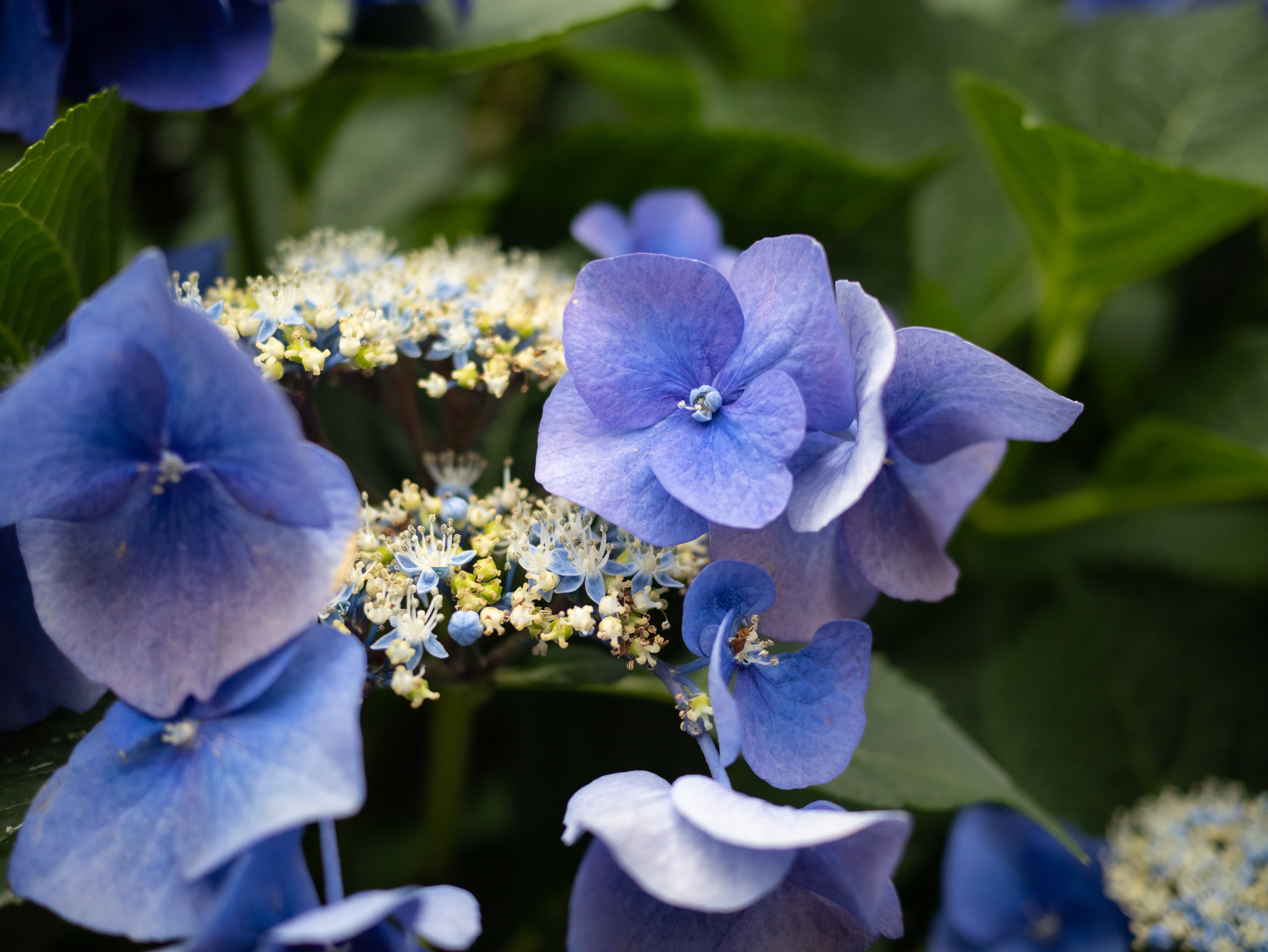 最至近距離での撮影ですが性能が乱れないですね。カタチはパンケーキタイプの標準域のレンズなんですが、ボケも綺麗ですし間違いのない描写性です。標準ズームレンズをお持ちの方も用意しておいた方がよいレンズです。<br><span class="fnt-85">パナソニック LUMIX G9PROII／LUMIX G 20mm F1.7／20mm（40mm相当）／絞り優先AE（1/1,600秒、F2.0、−0.7EV）／ISO 400</span>