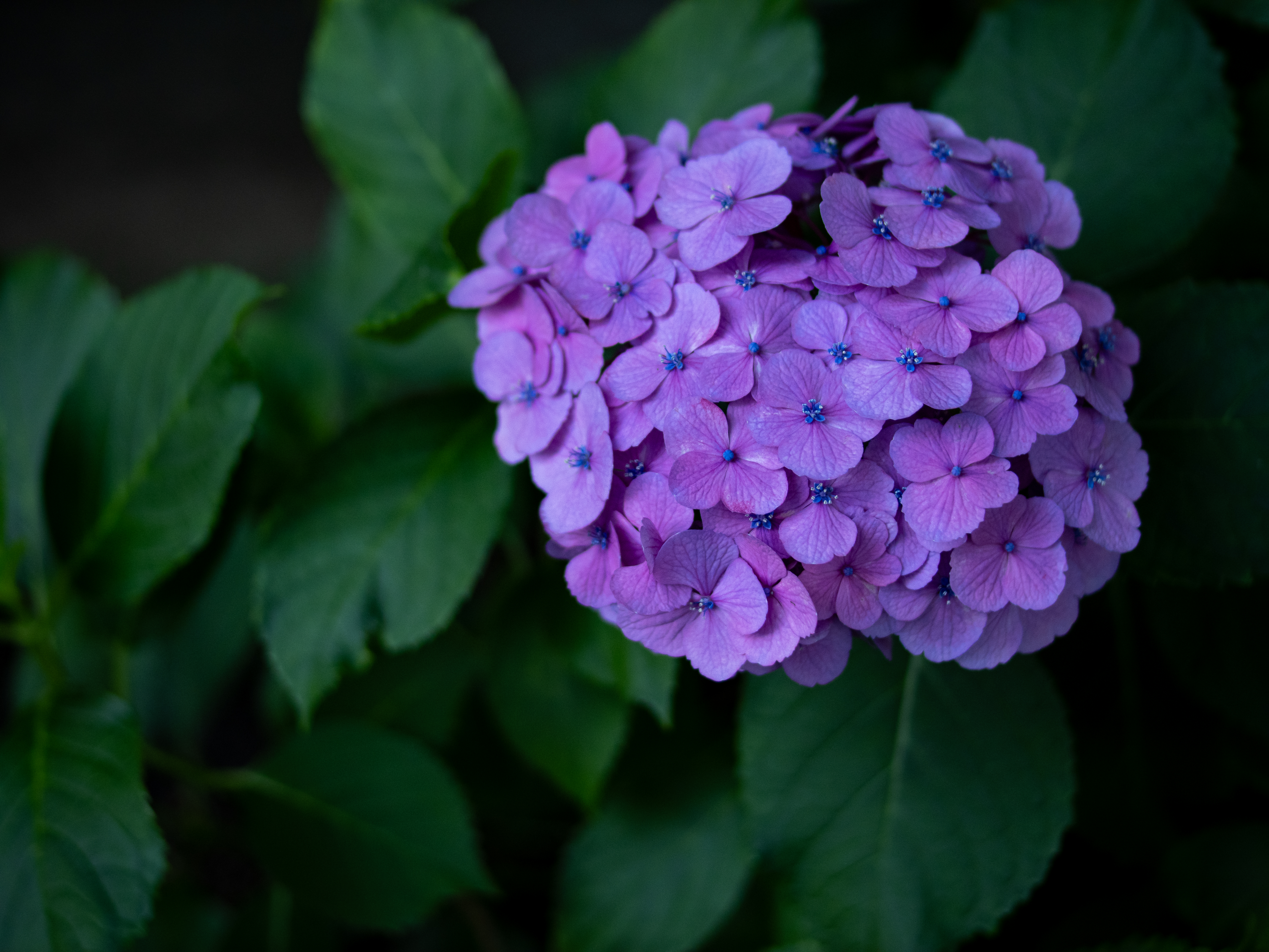 描写は悪くないのですが、LUMIX G9PROIIとの相性が悪いんですよねえ。ジコジコと音を立てながらなんとかフォーカスをあわせに行きます。コントラストAF特有の合焦点を通り過ぎて戻るというサーチする感じがするのはレンズの相性でしょうか。<br><span class="fnt-85">パナソニック LUMIX G9PROII／シグマ30mm F1.4 DC HSM／30mm（60mm相当）／絞り優先AE（1/800秒、F1.8、−1.0EV）／ISO 400</span>