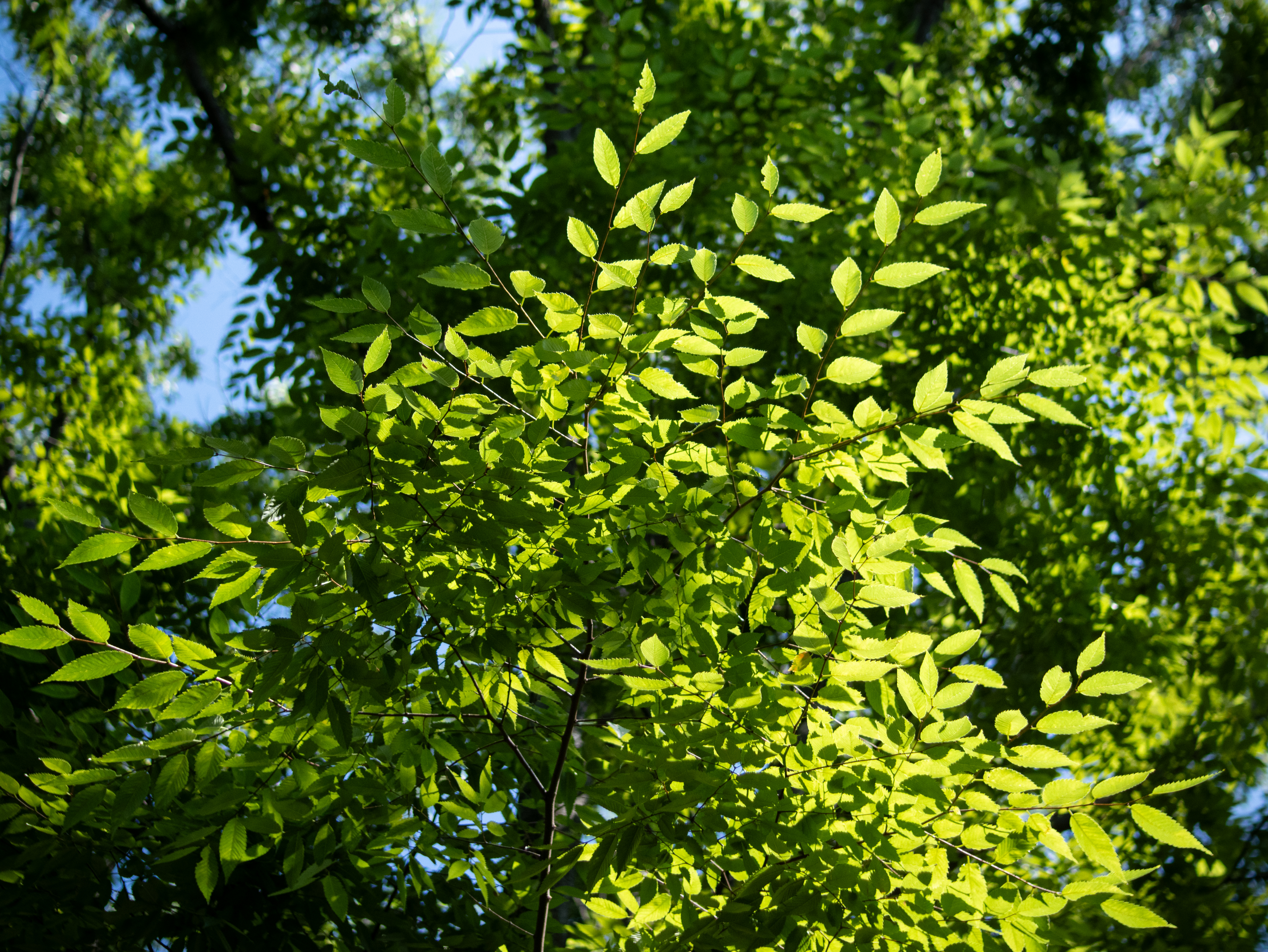 中央位置では透明感のある描写。周辺域はぐずぐずしたボケ描写で乱れるが、中央はいいですね、驚きます。本レンズ特有の個性なのでしょうか。<br><span class="fnt-85">パナソニック LUMIX G9PROII／シグマ30mm F1.4 DC HSM／30mm（60mm相当）／絞り優先AE（1/6,400秒、F2.0、−0.7EV）／ISO 400</span>