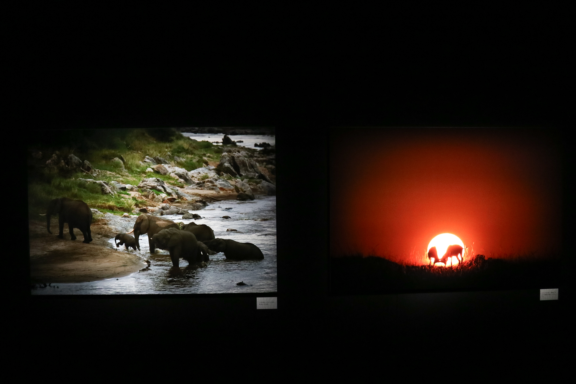 ©Mitsuaki Iwago　「Masai Mara」（キヤノンギャラリー S）より