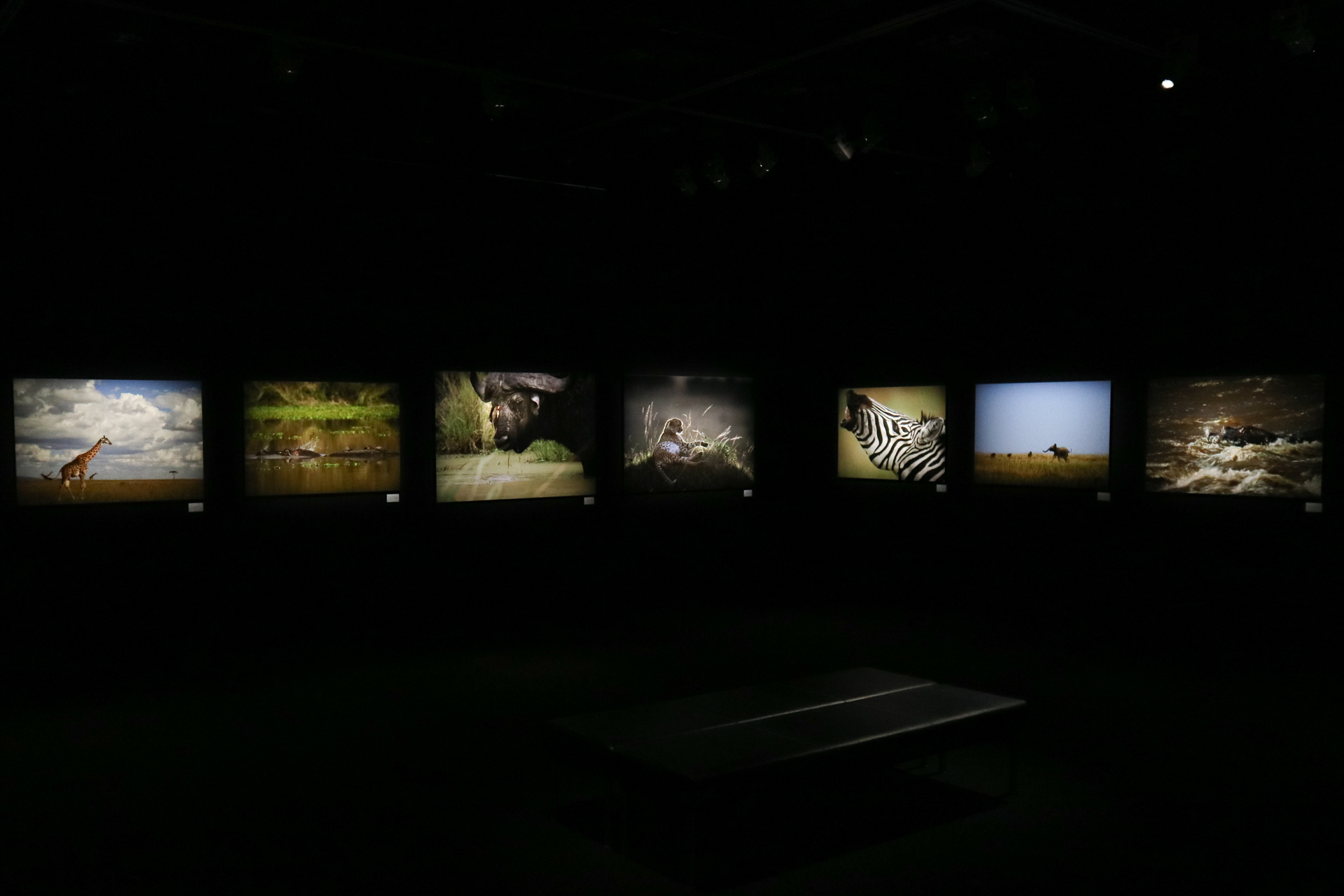 ©Mitsuaki Iwago　「Masai Mara」（キヤノンギャラリー S）より