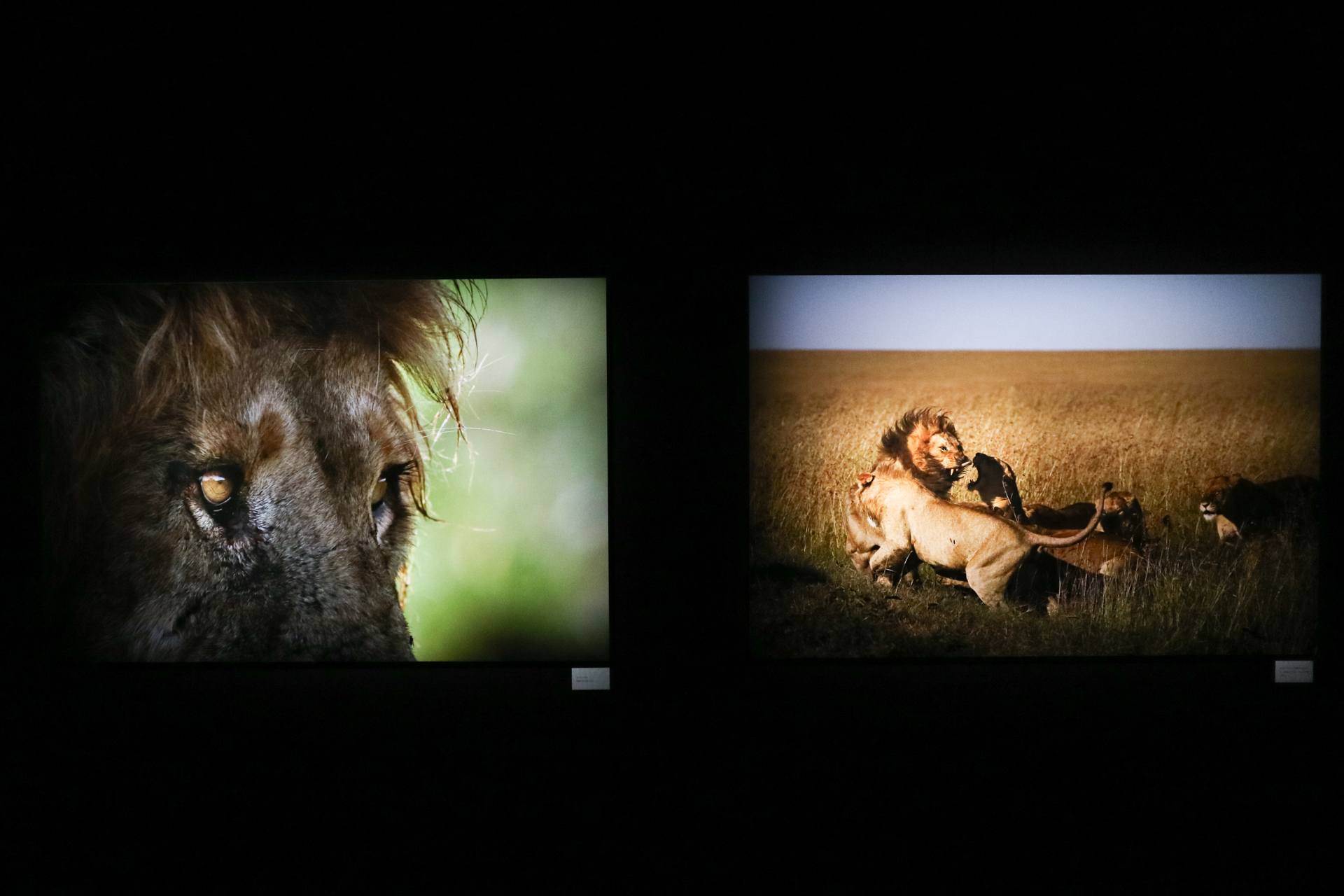 ©Mitsuaki Iwago　「Masai Mara」（キヤノンギャラリー S）より