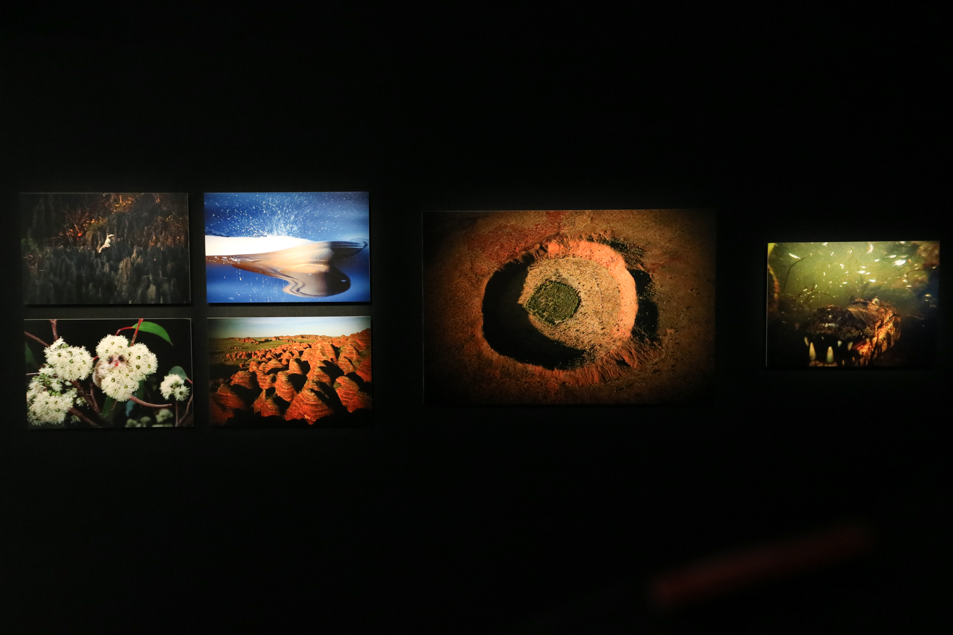 ©Mitsuaki Iwago　「What a Wonderful World -この素晴らしき世界-」（キヤノンオープンギャラリー1）より