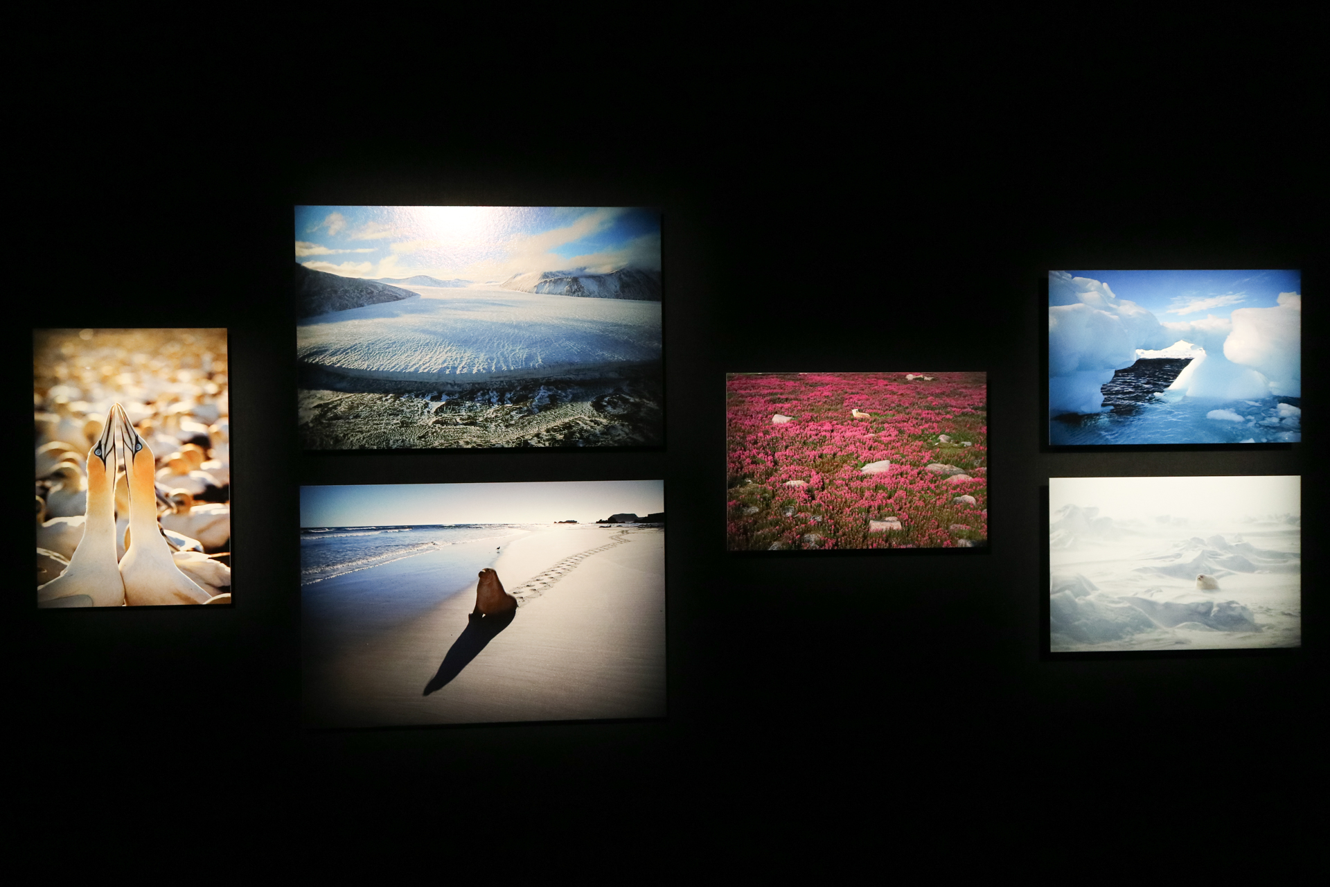 ©Mitsuaki Iwago　「What a Wonderful World -この素晴らしき世界-」（キヤノンオープンギャラリー1）より