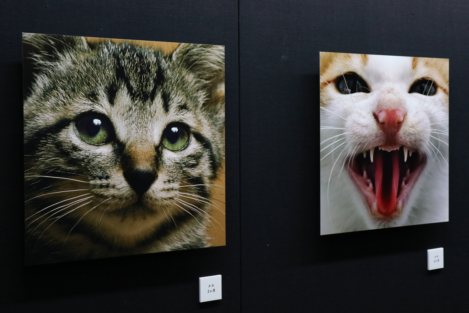 ©Mitsuaki Iwago　「ねこがお」（キヤノンオープンギャラリー2）より