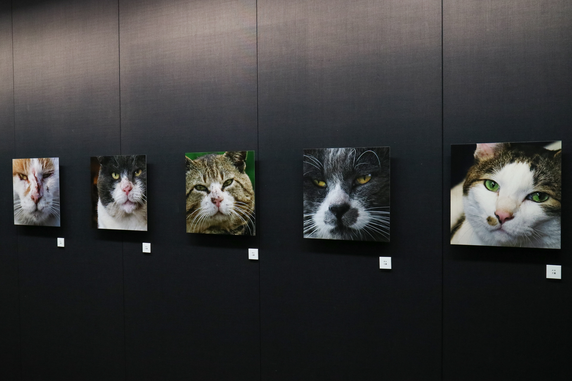 ©Mitsuaki Iwago　「ねこがお」（キヤノンオープンギャラリー2）より