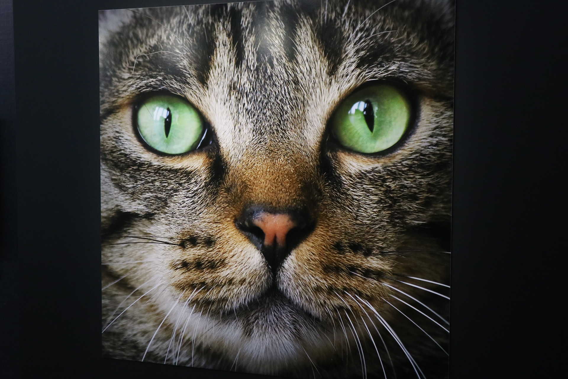 ©Mitsuaki Iwago　「ねこがお」（キヤノンオープンギャラリー2）より