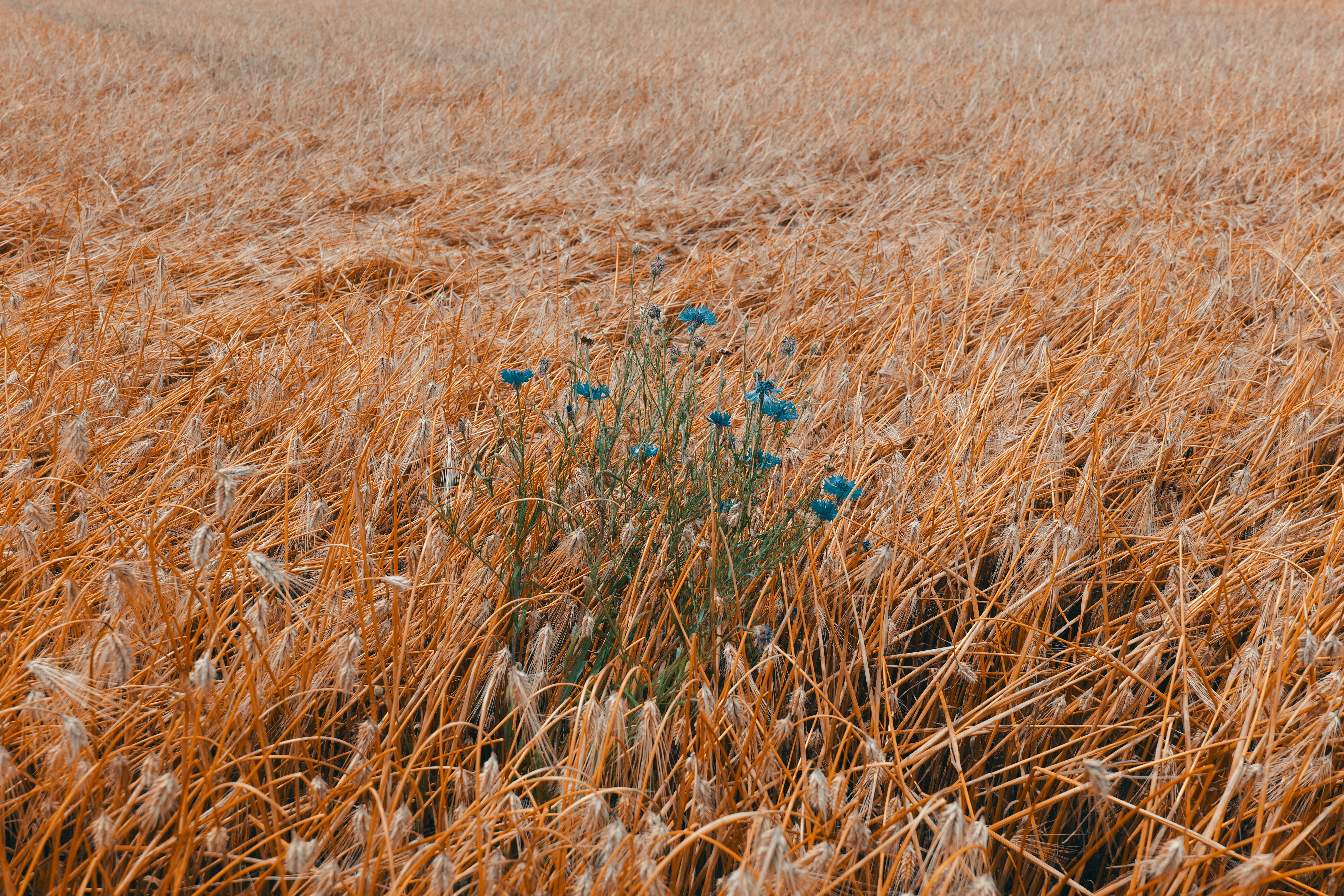 LUMIX S9／LUMIX S 28-200mm F4-7.1 MACRO O.I.S.／28mm／絞り優先（1/200秒・F8・＋0.3EV）／ISO 100