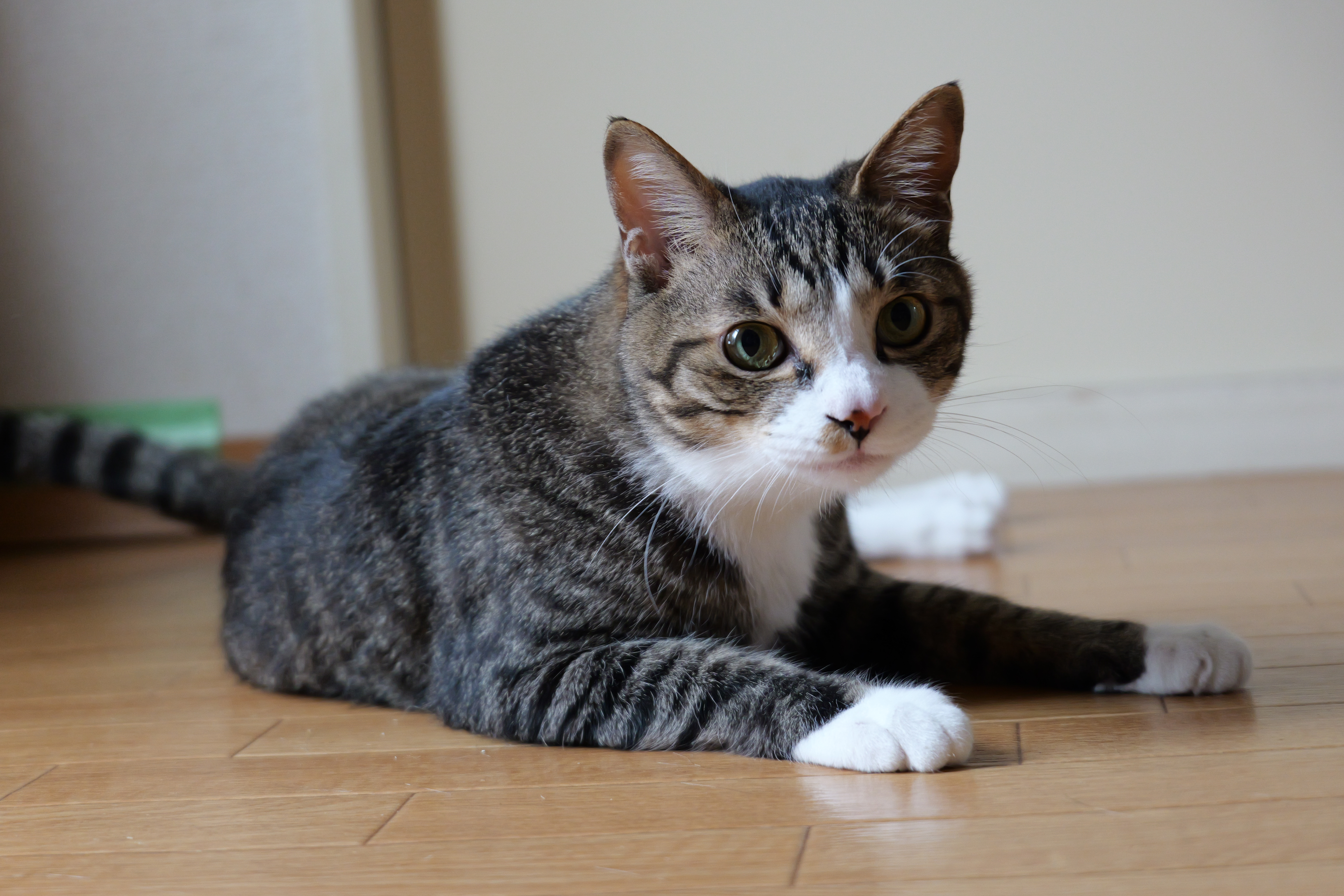 LUMIX S9／LUMIX S 28-200mm F4-7.1 MACRO O.I.S.／58mm／絞り優先（1/60秒・F5.3・＋0.3EV）／ISO 4000