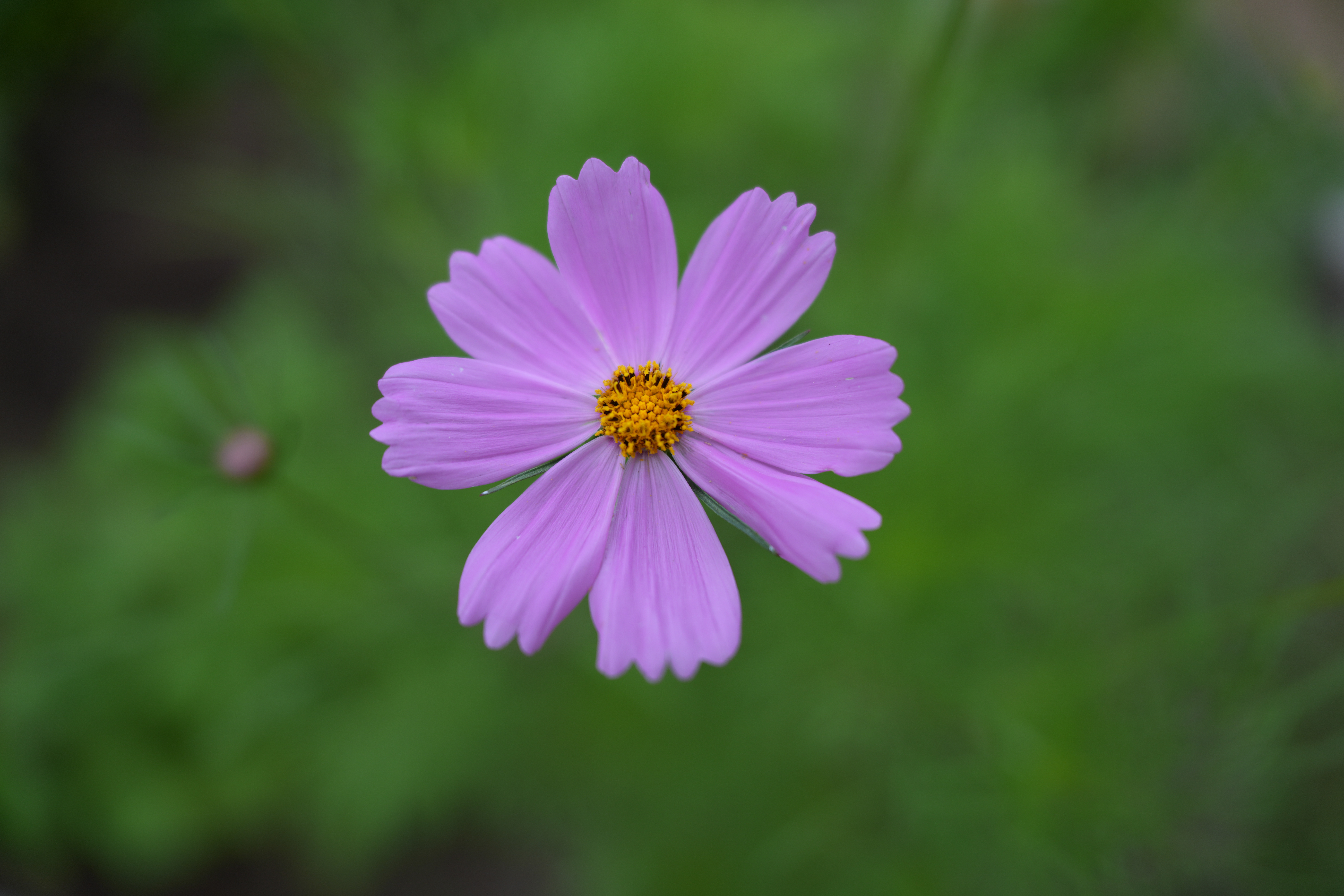 ソニー α7R V／SIGMA 28-45mm F1.8 DG DN｜Art／28mm／絞り優先AE（1/800秒、F1.8、±0.0EV）／ISO 100