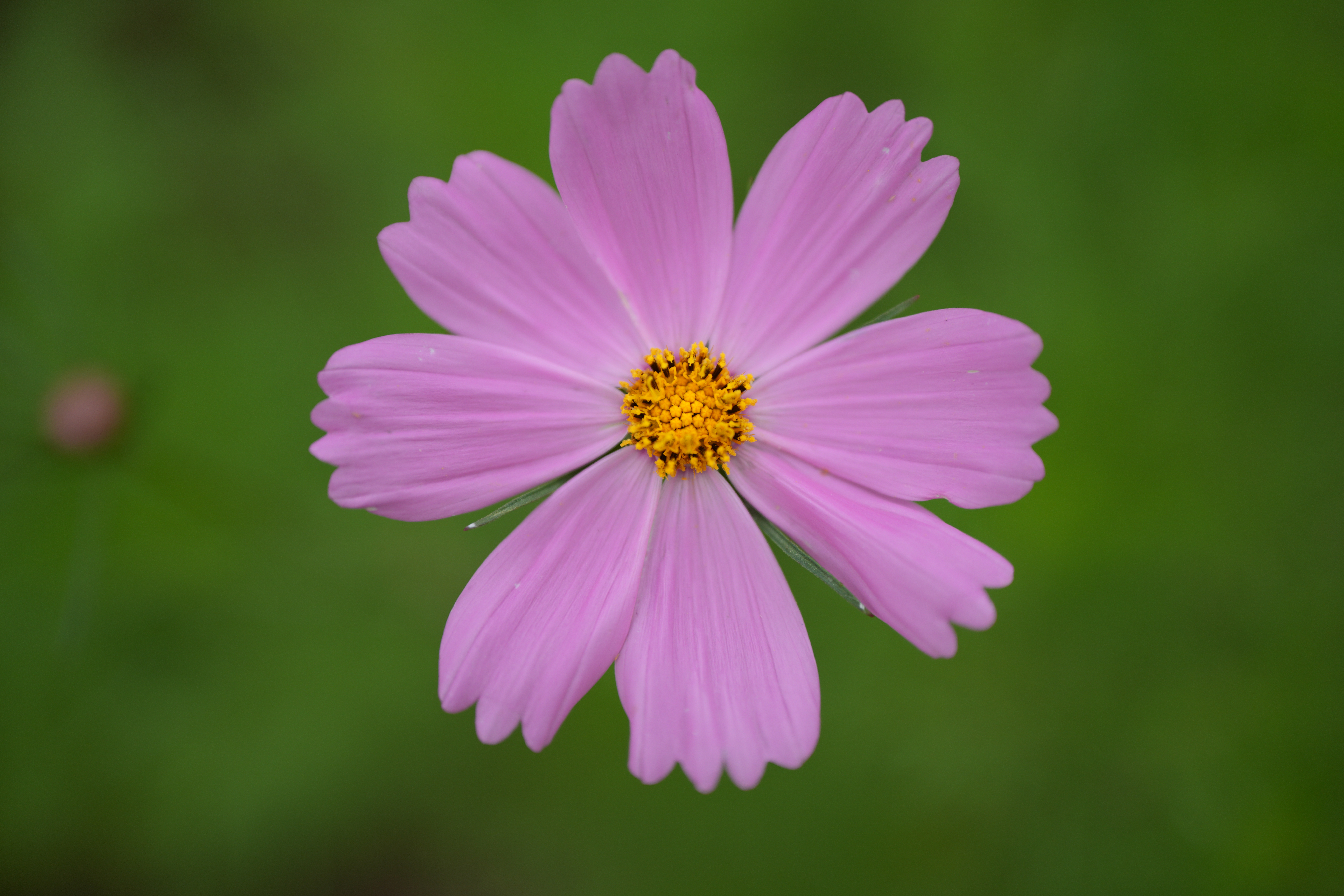 ソニー α7R V／SIGMA 28-45mm F1.8 DG DN｜Art／45mm／絞り優先AE（1/800秒、F1.8、＋0.3EV）／ISO 100