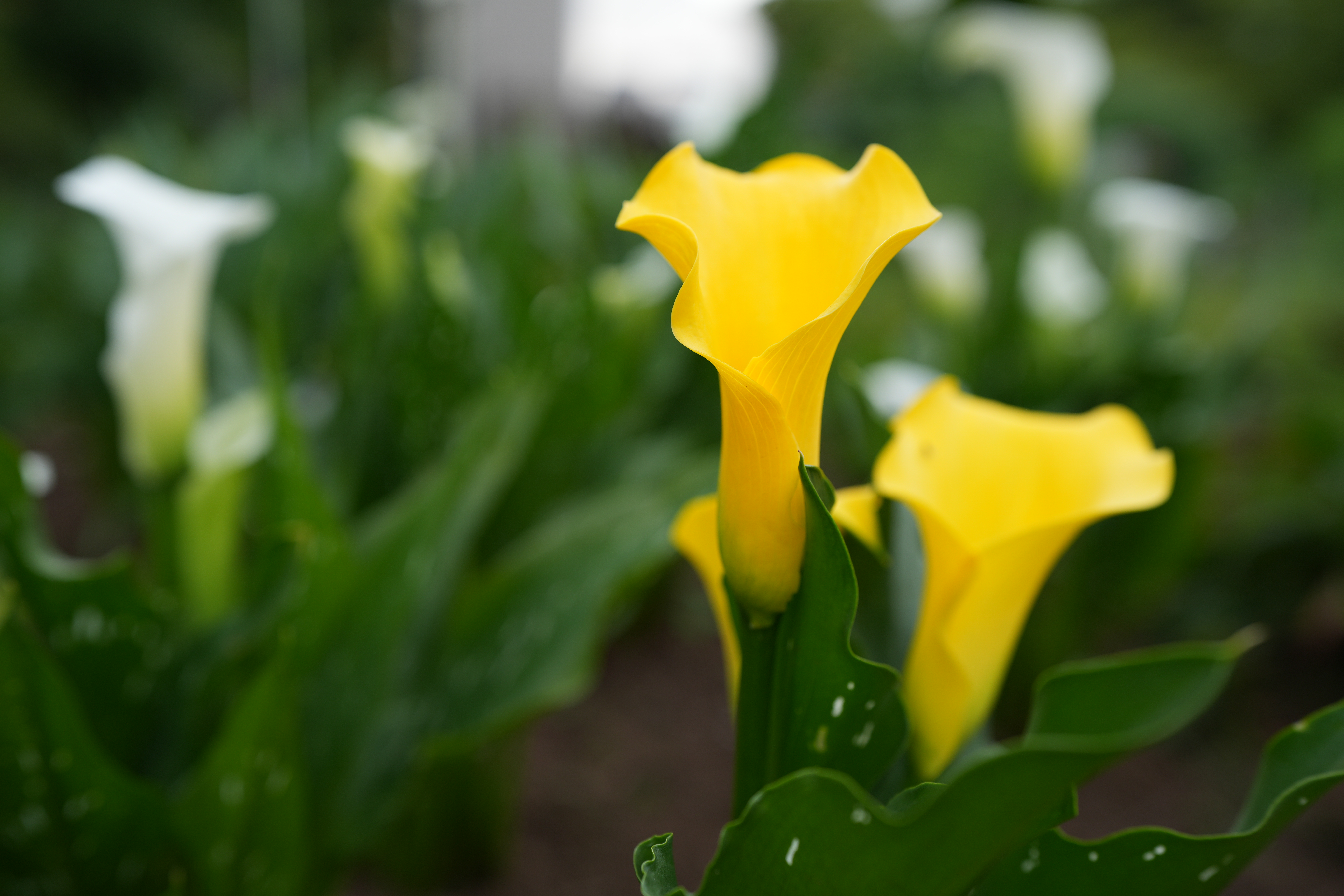 ソニー α7C II／SIGMA 28-45mm F1.8 DG DN｜Art／28mm／絞り優先AE（1/125秒、F4.0、±0.0EV）／ISO 100
