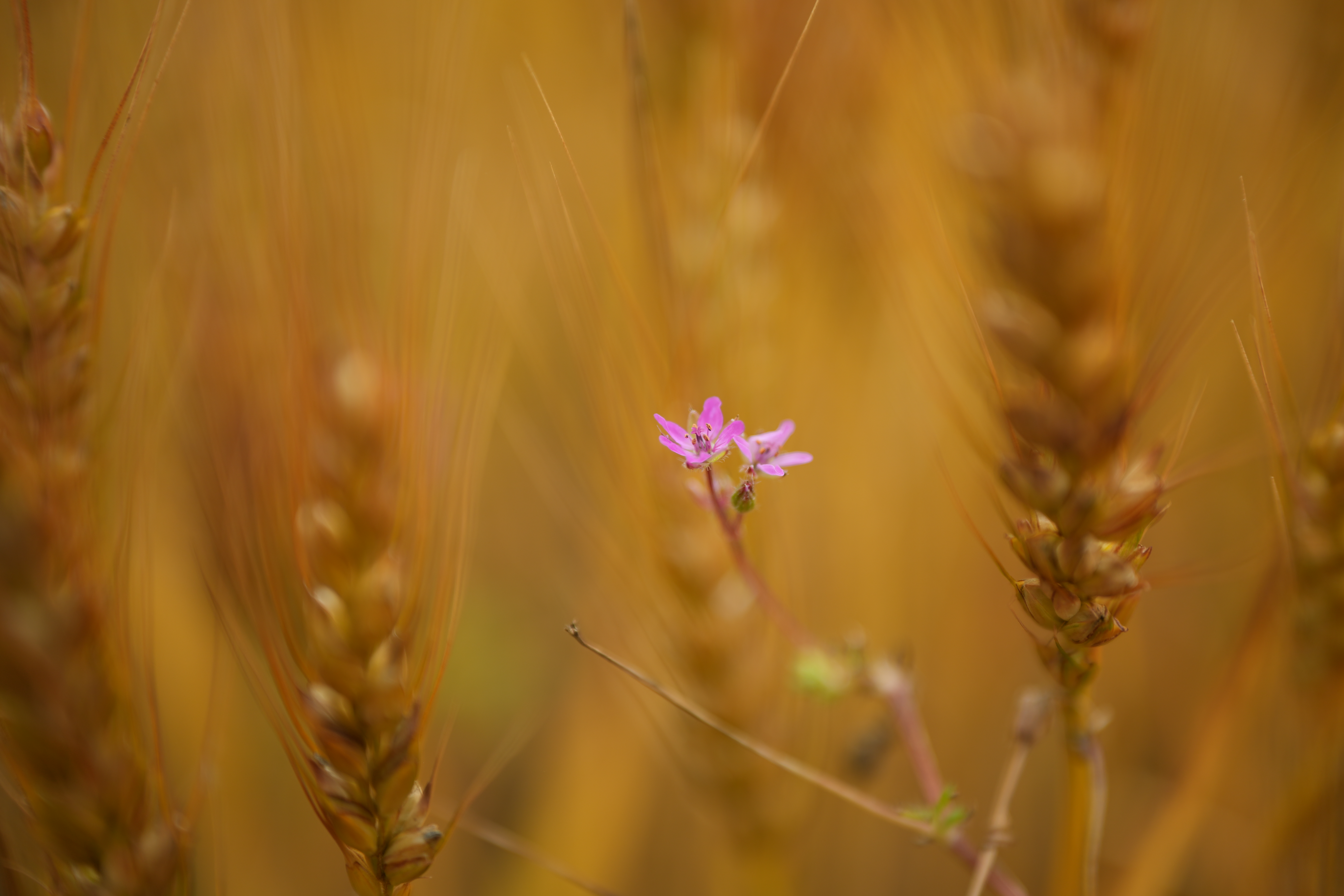 ソニー α7C II／SIGMA 28-45mm F1.8 DG DN｜Art／45mm／絞り優先AE（1/1,600秒、F1.8、±0.0EV）／ISO 100