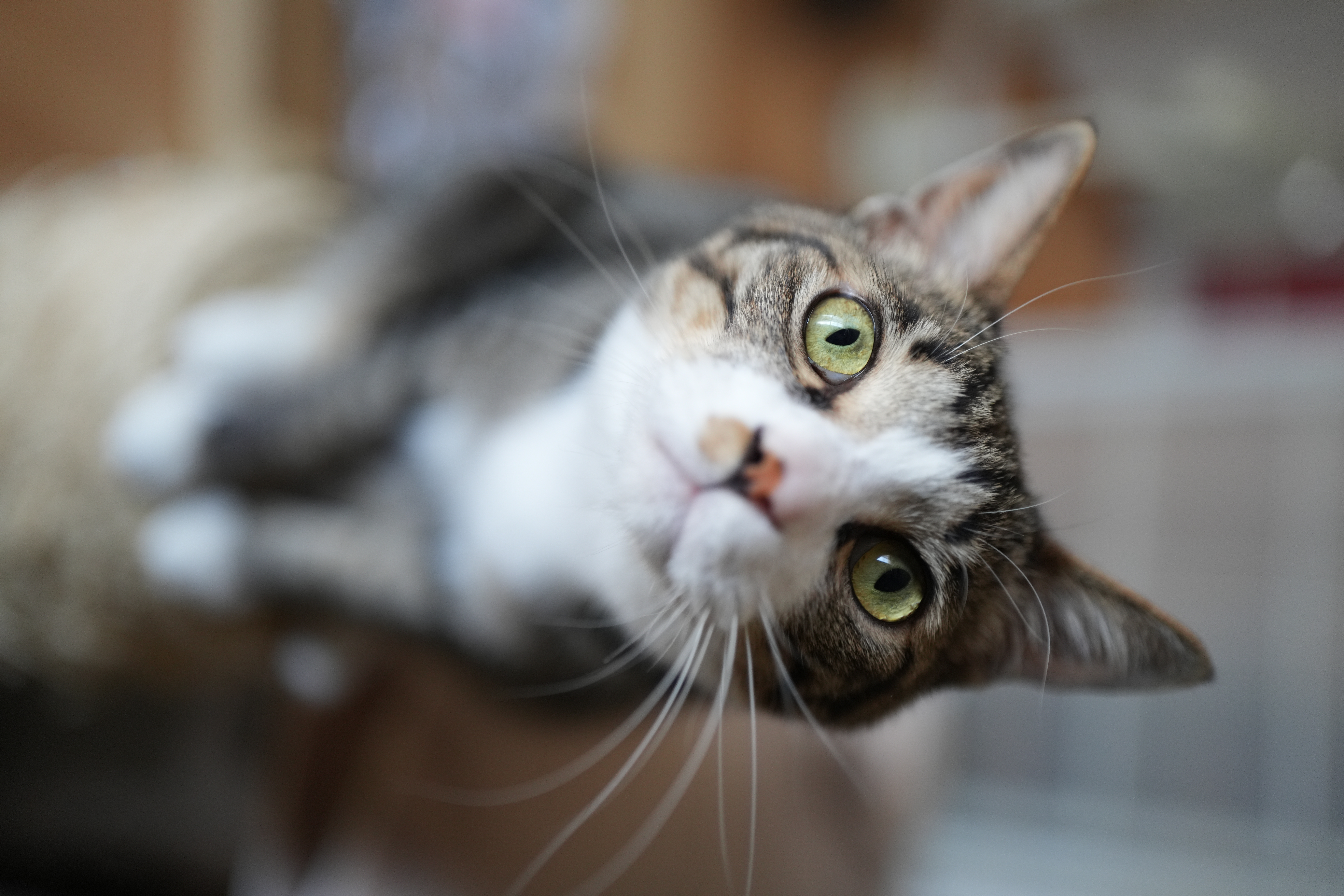 ソニー α7R V／SIGMA 28-45mm F1.8 DG DN｜Art／40mm／絞り優先AE（1/200秒、F1.8、±0.0EV）／ISO 800