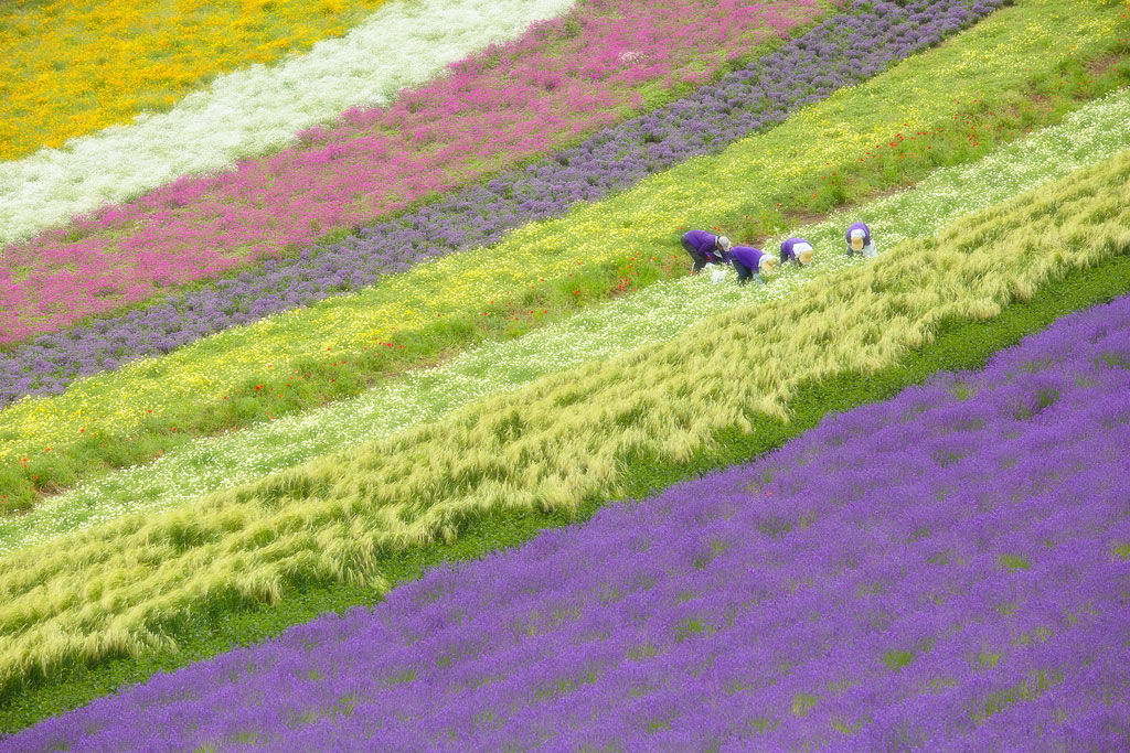 第6回北海道撮影ポイントランキング年間グランプリ展　準グランプリ受賞作品　収穫／たか