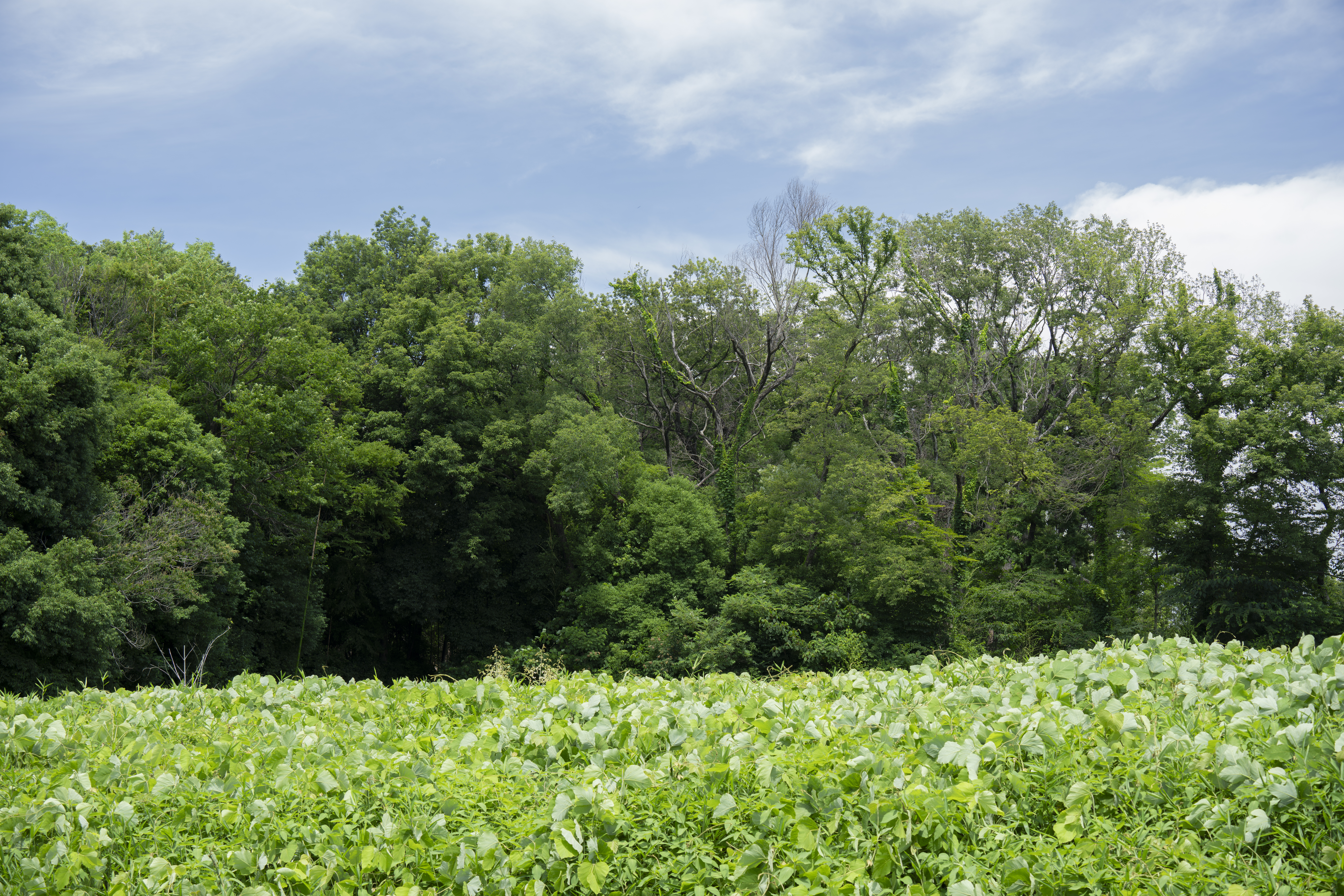 ソニー α1／50-300mm F/4.5-6.3 Di III VC VXD／50mm／絞り優先AE（F8、1/25秒、+0.7EV）／ISO 100