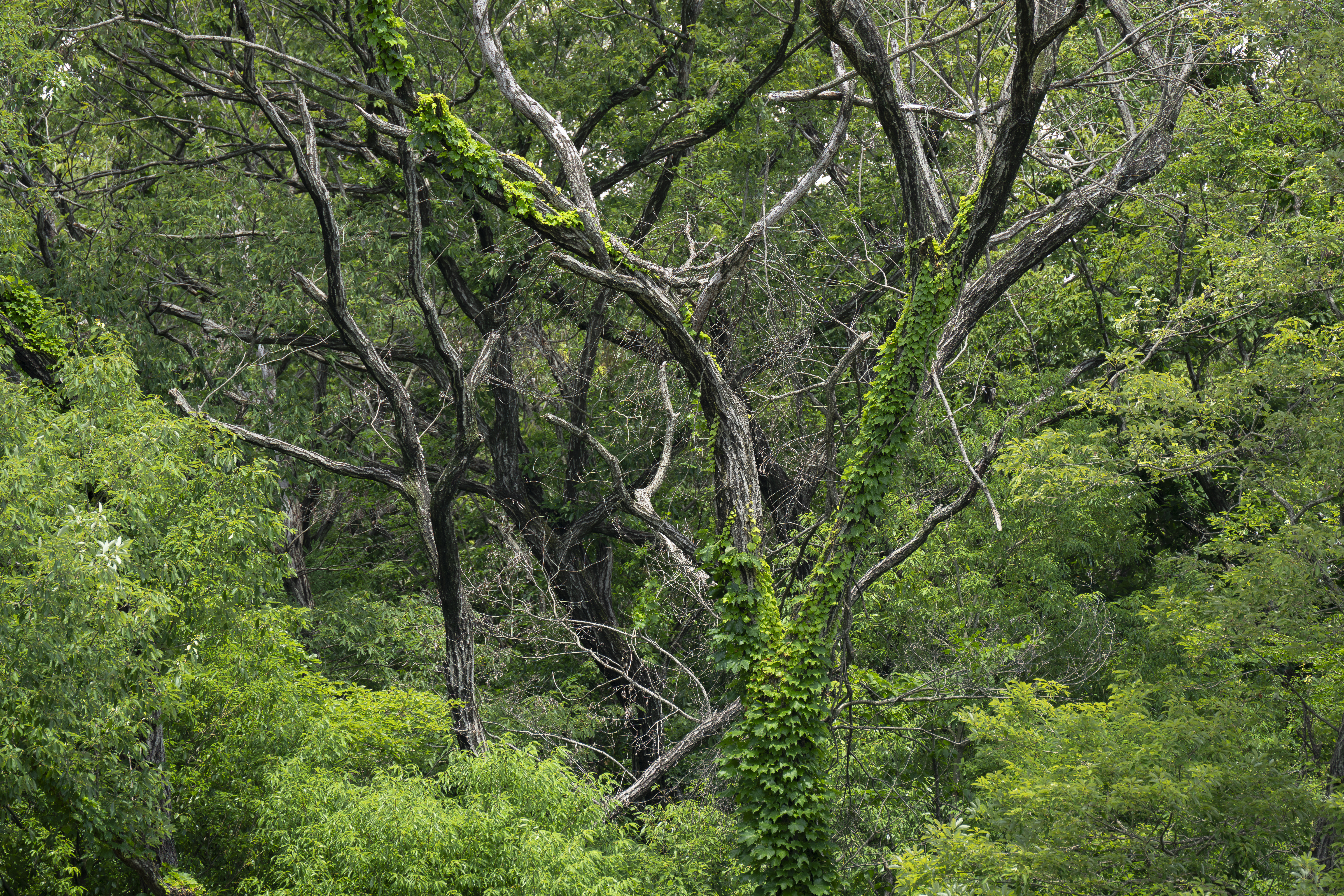 ソニー α1／50-300mm F/4.5-6.3 Di III VC VXD／300mm／絞り優先AE（F8、1/80秒、±0.0EV）／ISO 400