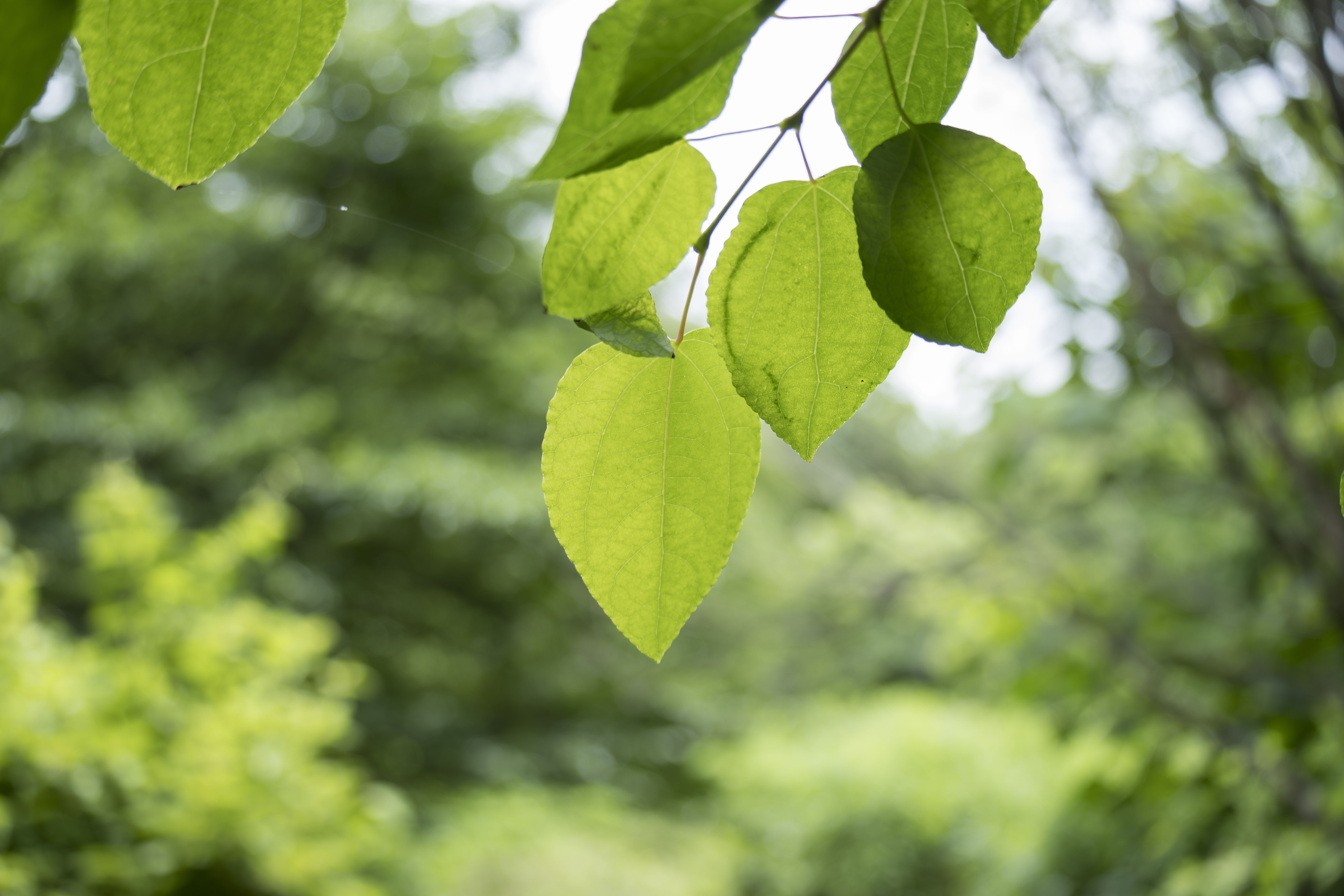 ソニー α1／50-300mm F/4.5-6.3 Di III VC VXD／50mm／絞り優先AE（F4.5、1/80秒、+1EV）／ISO 100