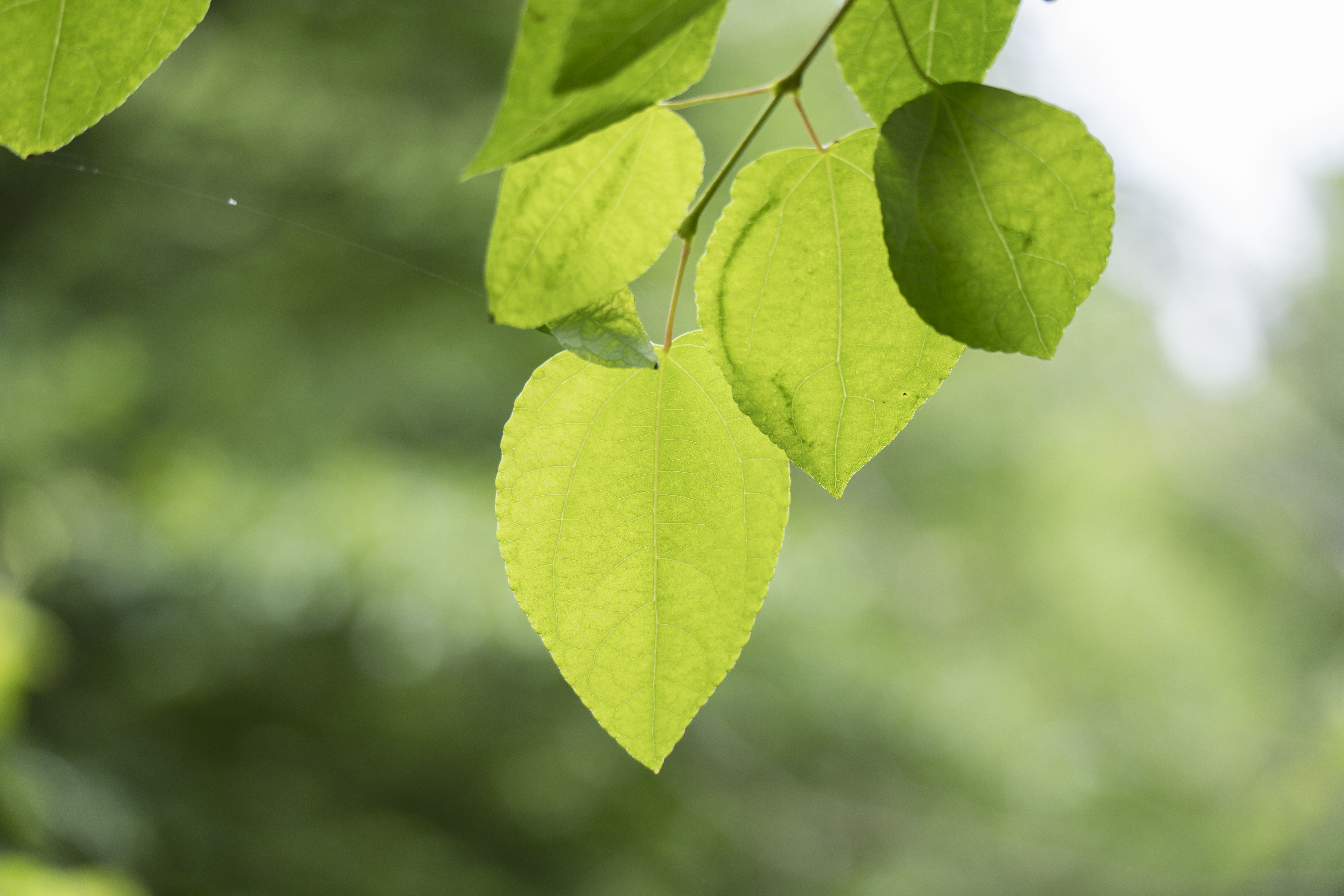 ソニー α1／50-300mm F/4.5-6.3 Di III VC VXD／135mm／絞り優先AE（F5.6、1/160秒、+1EV）／ISO 400