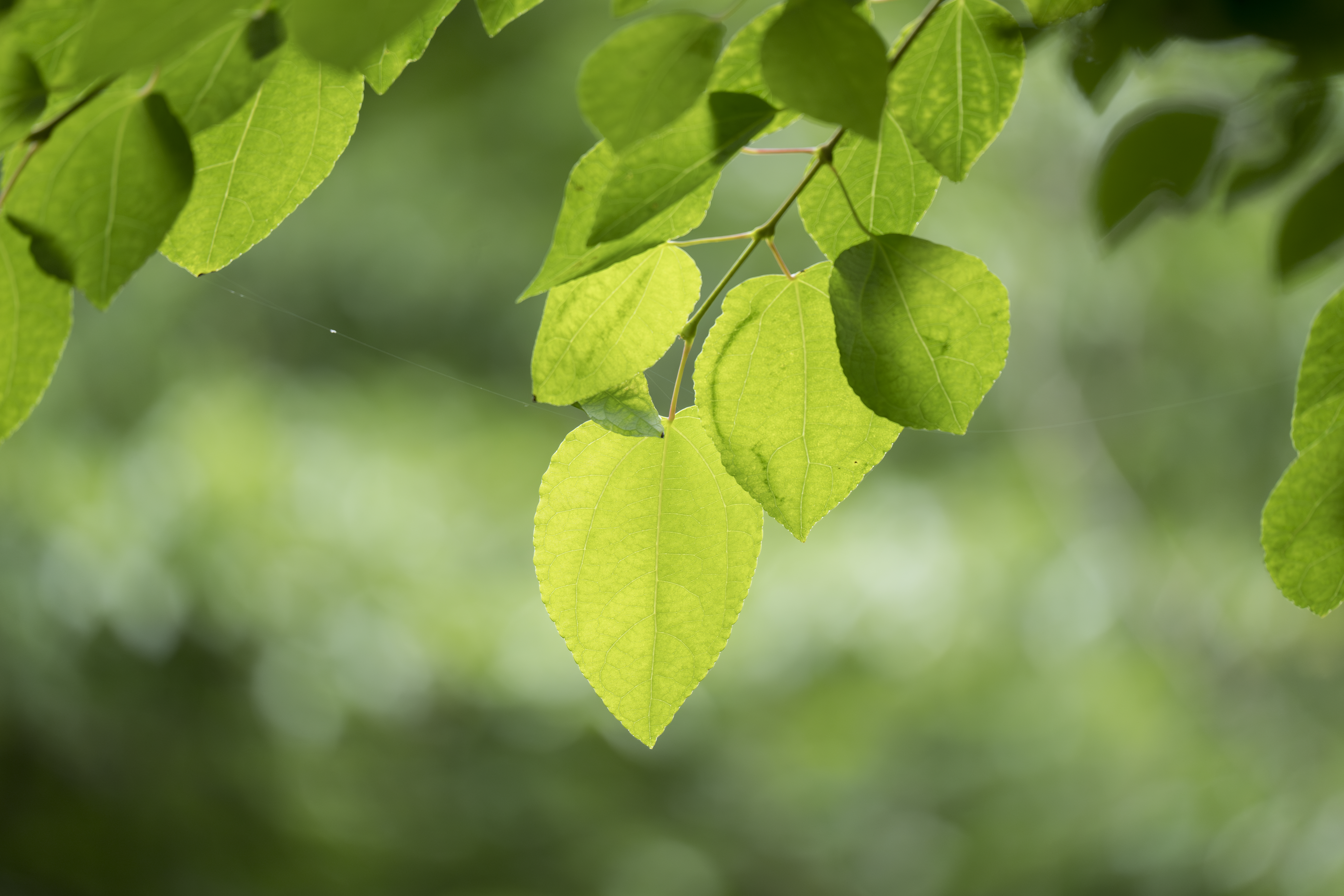 ソニー α1／50-300mm F/4.5-6.3 Di III VC VXD／300mm／絞り優先AE（F6.3、1/320秒、+1EV）／ISO 1000