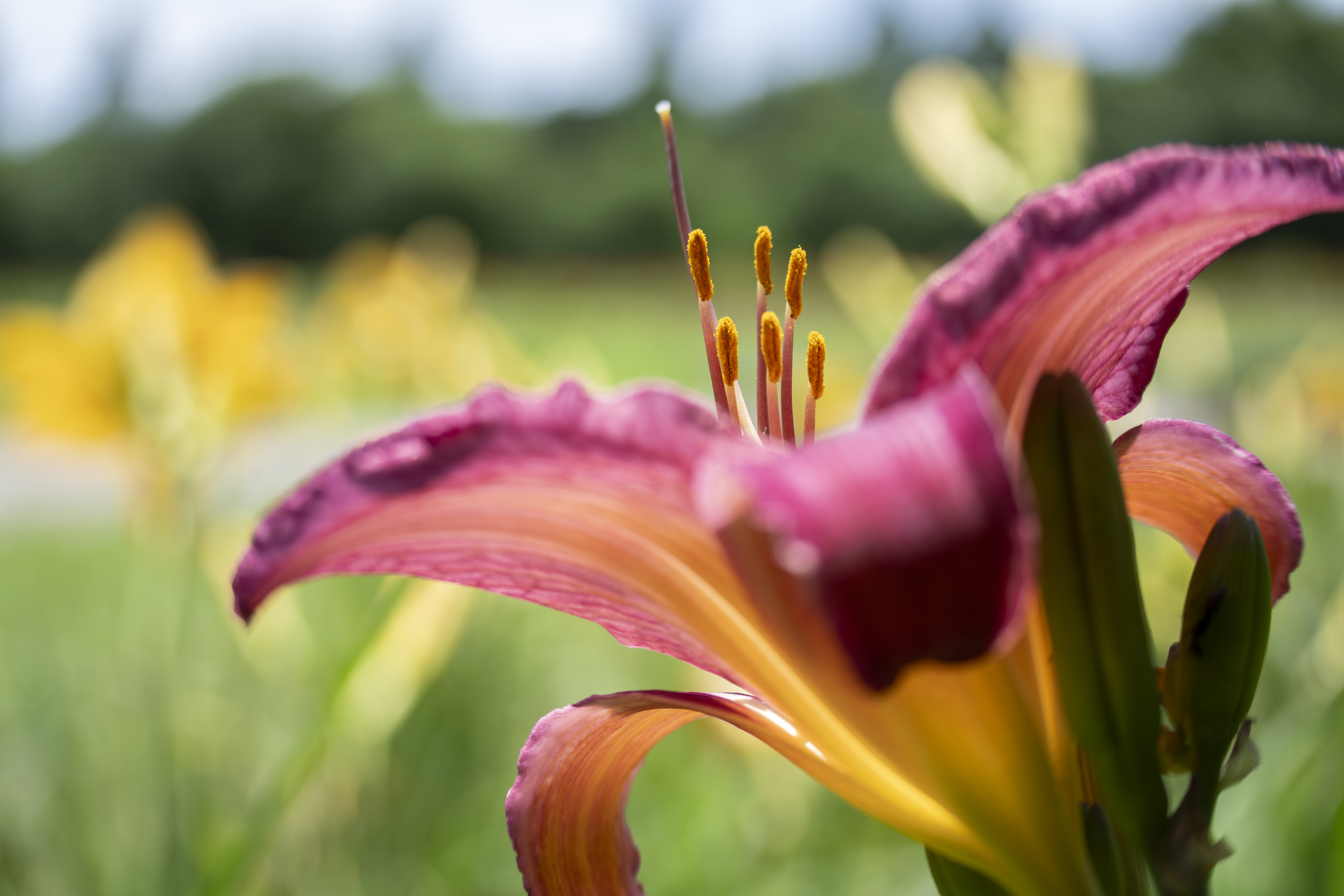 ソニー α1／50-300mm F/4.5-6.3 Di III VC VXD／50mm／絞り優先AE（F4.5、1/320秒、+0.7EV）／ISO 100