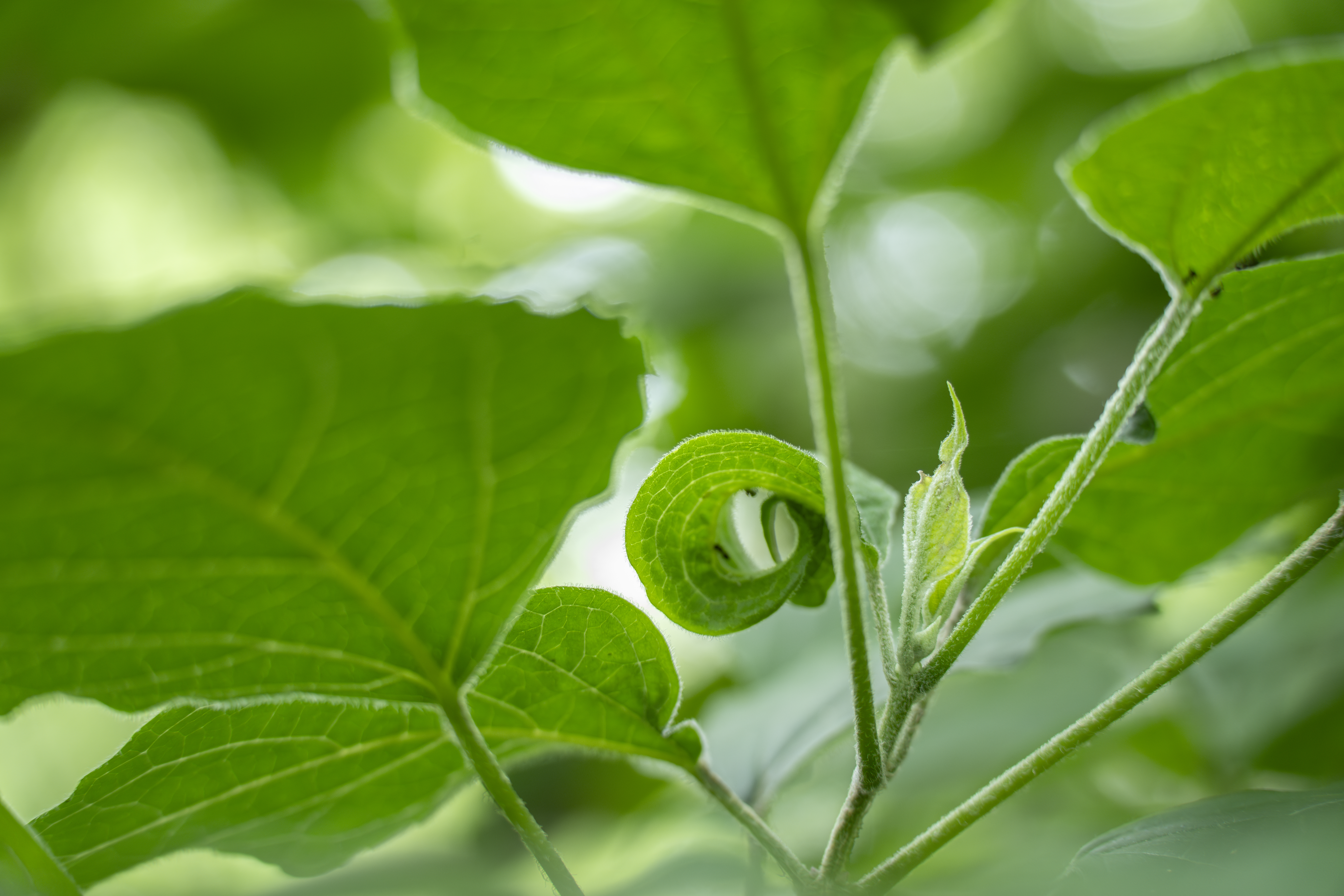 ソニー α1／50-300mm F/4.5-6.3 Di III VC VXD／117mm／絞り優先AE（F5.6、1/125秒、+1.0EV）／ISO 1600