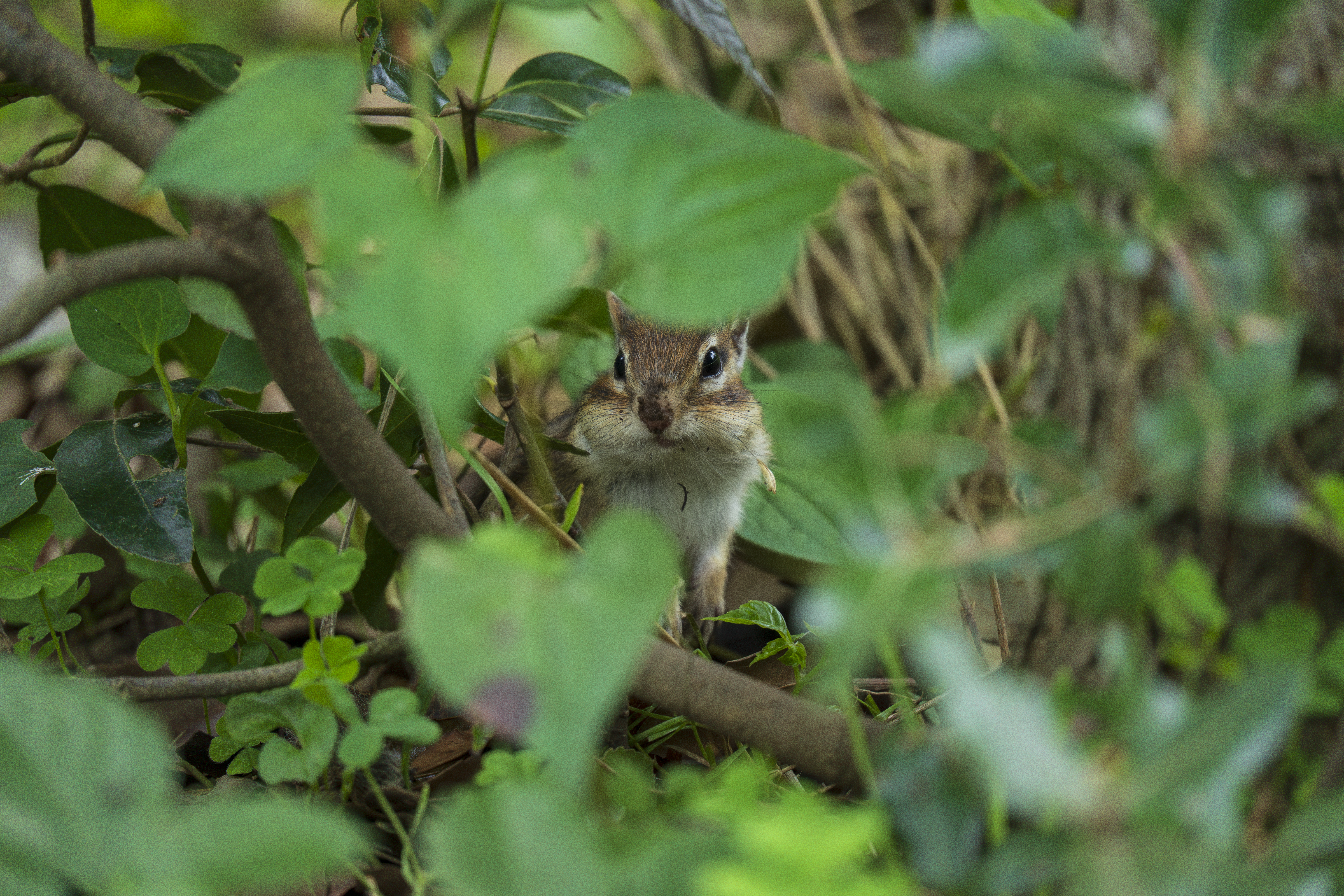ソニー α1／50-300mm F/4.5-6.3 Di III VC VXD／300mm／絞り優先AE（F6.3、1/320秒、±0EV）／ISO 3200