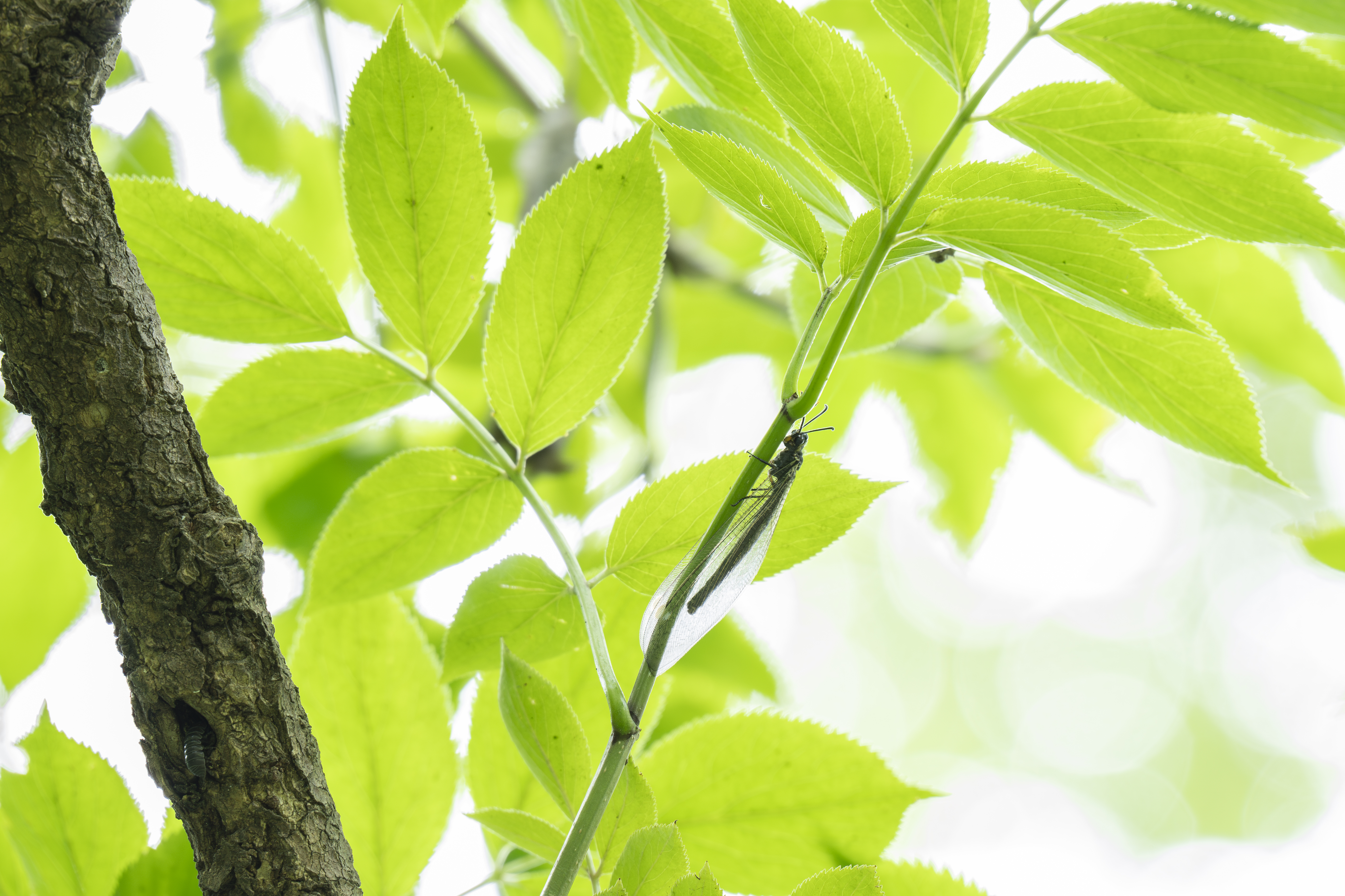 ソニー α1／50-300mm F/4.5-6.3 Di III VC VXD／300mm（APS-Cクロップ、換算450mm）／絞り優先AE（F8、1/10秒、+2.0EV）／ISO 400